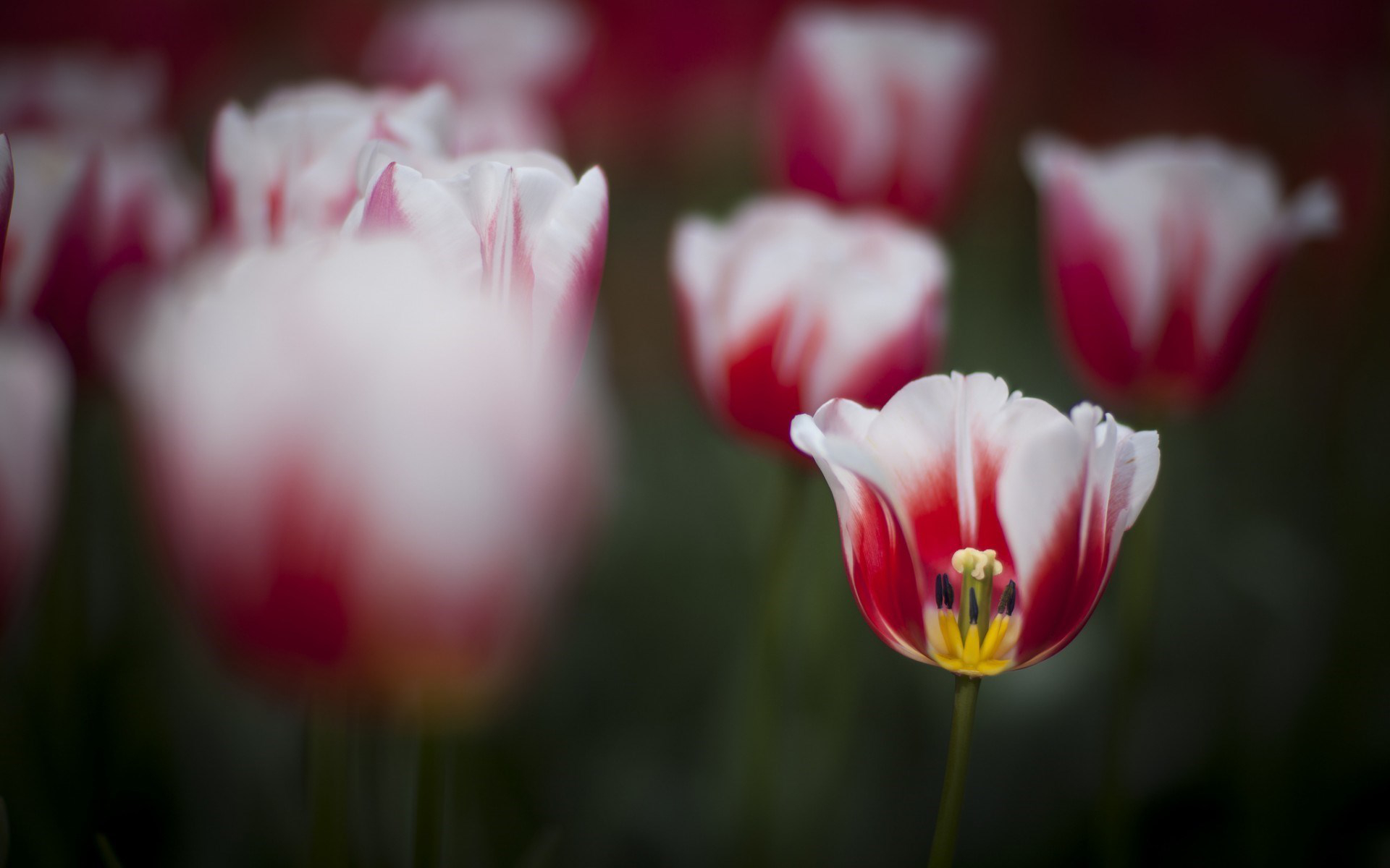 Téléchargez gratuitement l'image Fleurs, Fleur, Tulipe, Fleur Rouge, La Nature, Terre/nature sur le bureau de votre PC