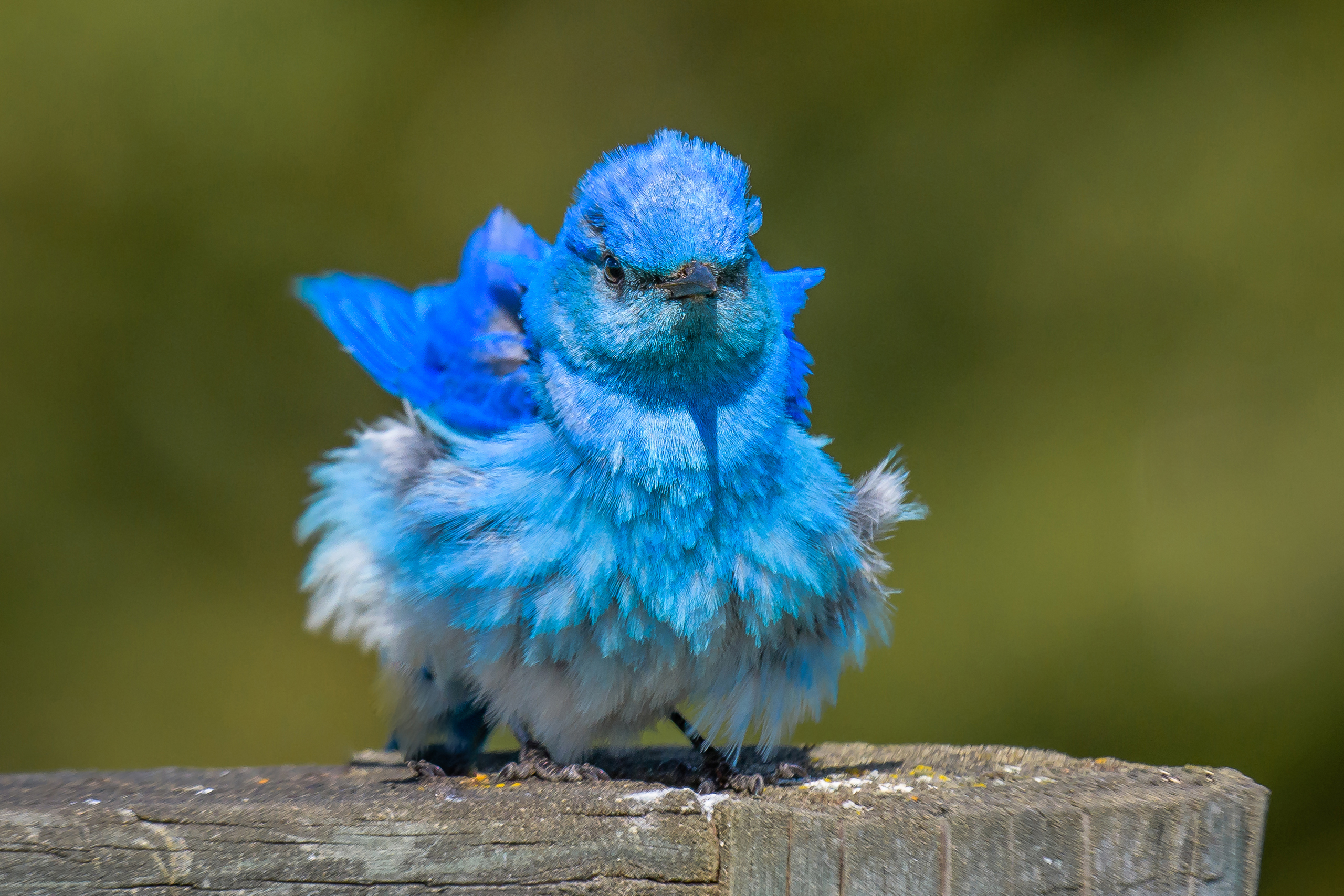 412389壁紙のダウンロード動物, 青い鳥, 鳥, 可愛い, フェザー, スズメ目-スクリーンセーバーと写真を無料で