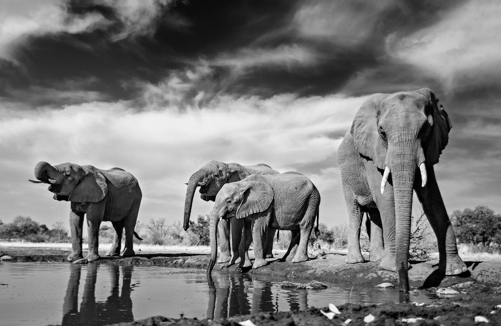 Download mobile wallpaper Elephants, Reflection, Animal, Black & White, African Bush Elephant for free.