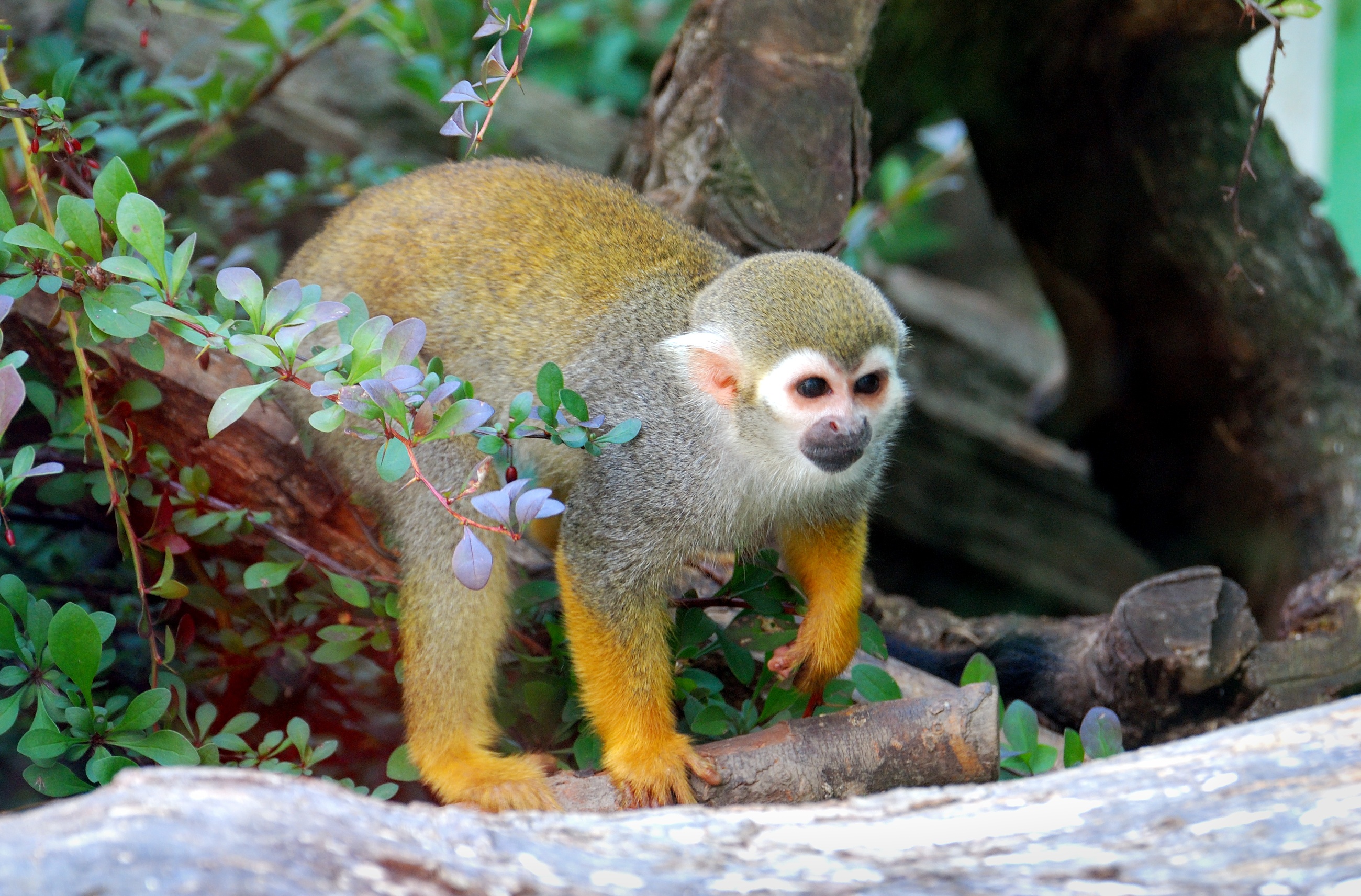 Free download wallpaper Monkeys, Animal, Squirrel Monkey on your PC desktop