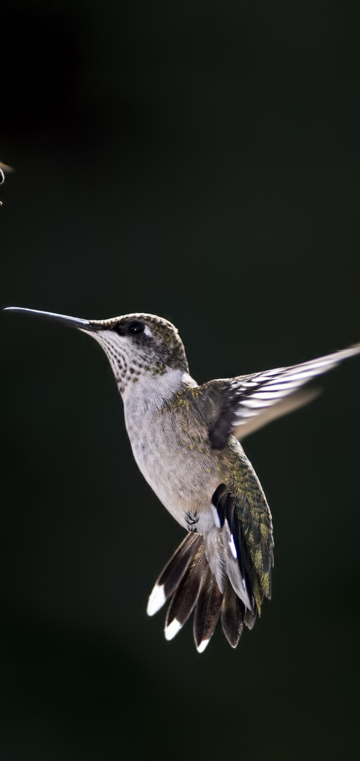 Descarga gratuita de fondo de pantalla para móvil de Animales, Aves, Colibrí.