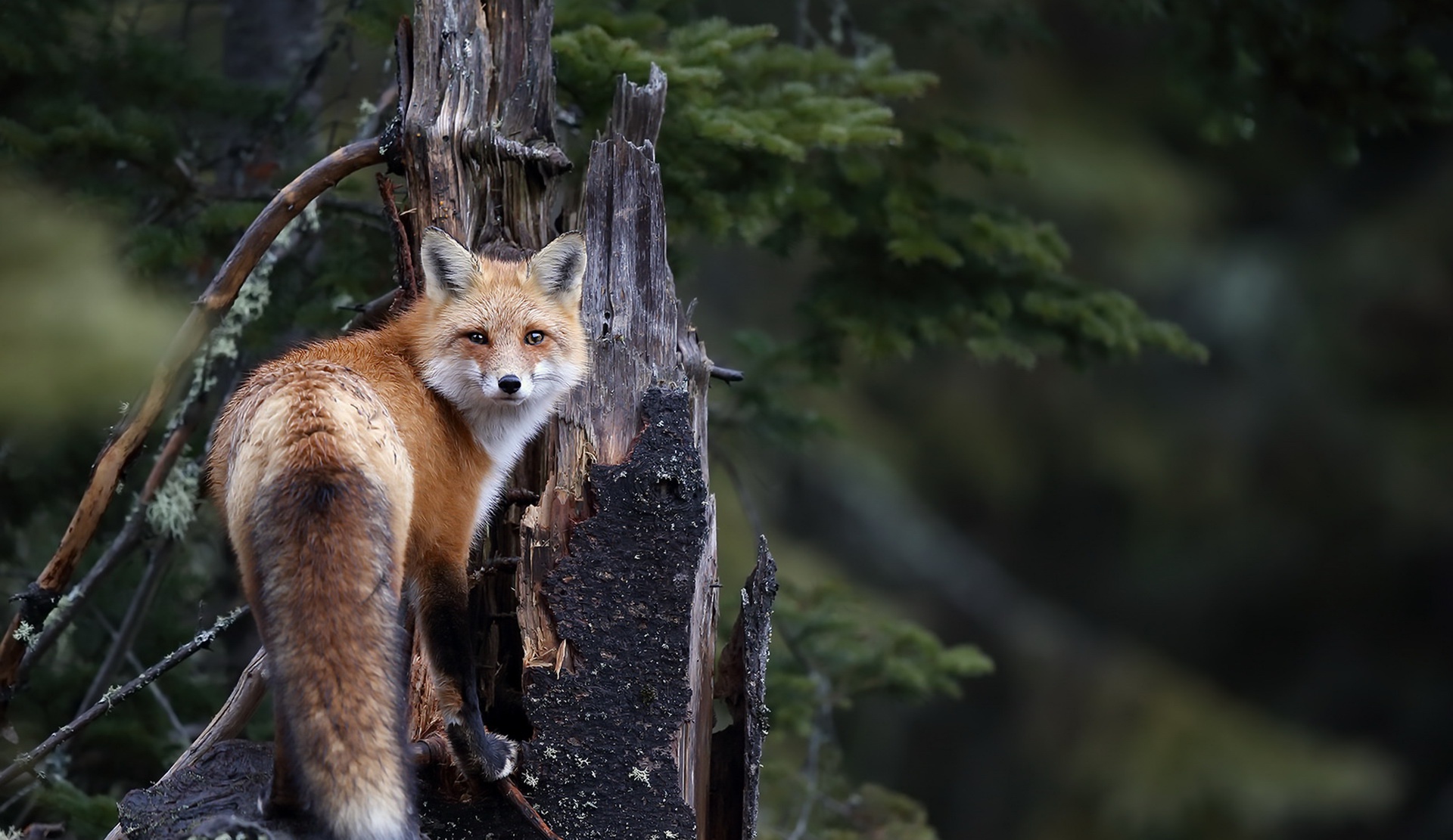 Baixe gratuitamente a imagem Animais, Raposa na área de trabalho do seu PC