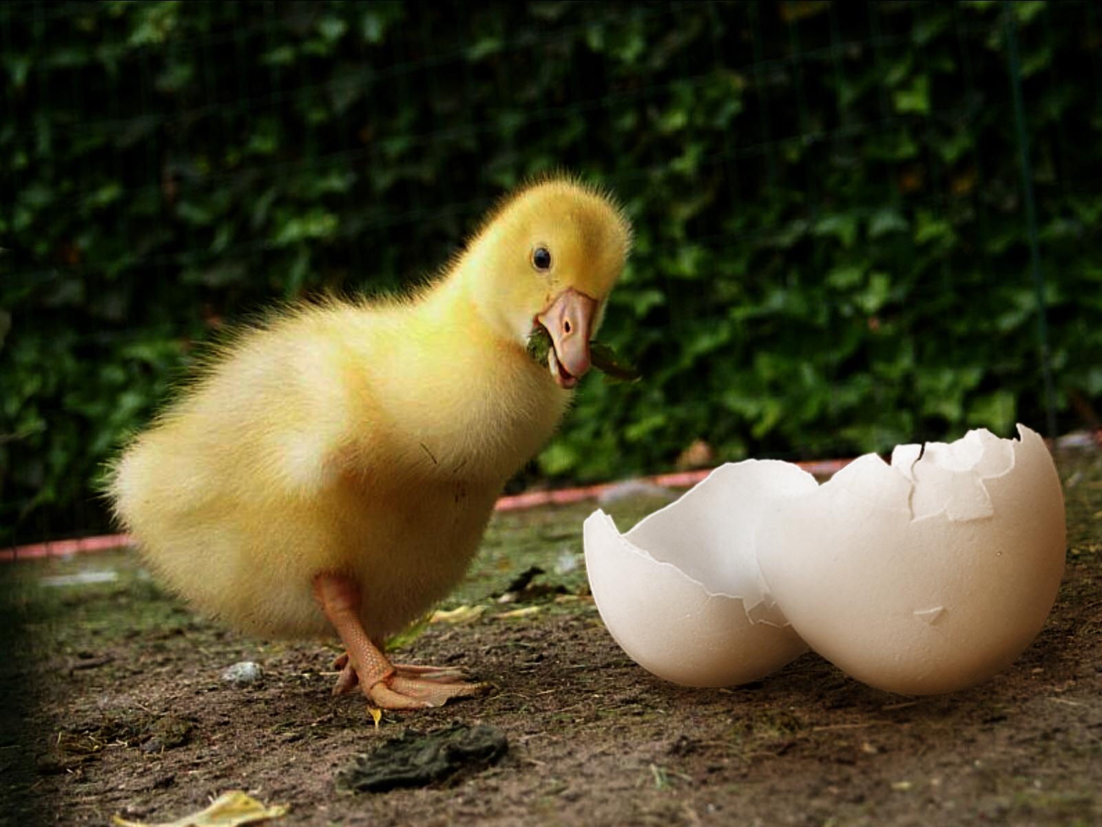 Baixe gratuitamente a imagem Animais, Aves, Pato na área de trabalho do seu PC