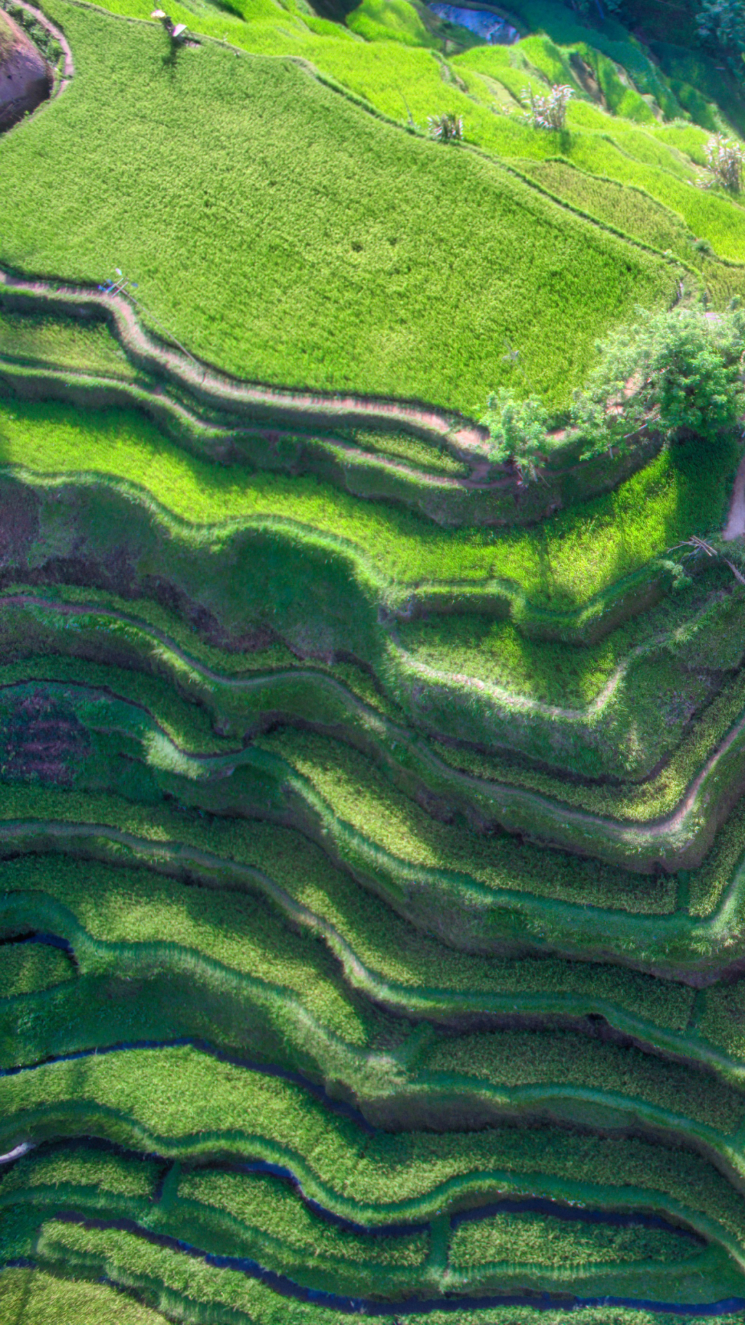 Download mobile wallpaper Bali, Indonesia, Man Made, Rice Terrace for free.