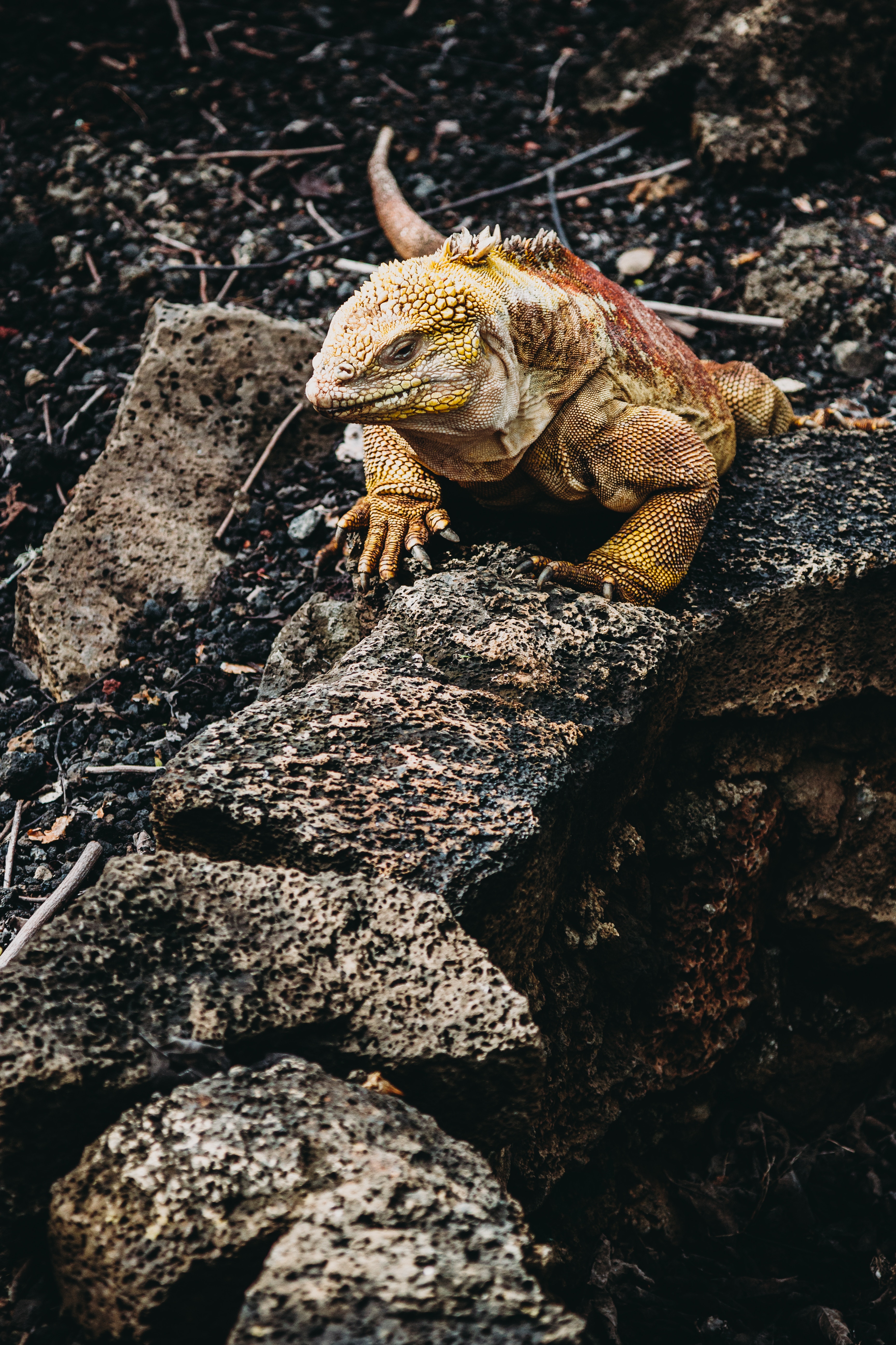 iguana, animals, stones, lizard, reptile Smartphone Background