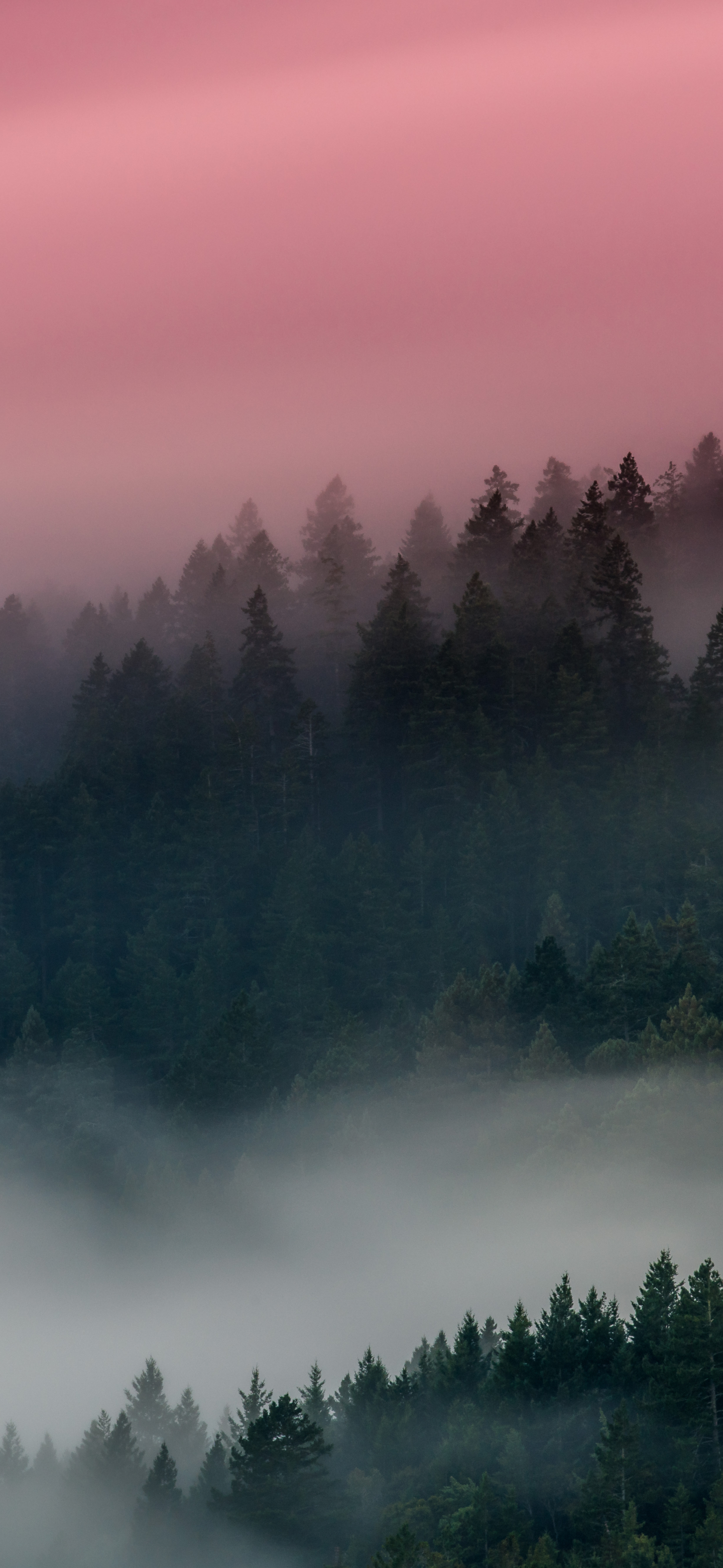 Download mobile wallpaper Forest, Fog, Earth for free.