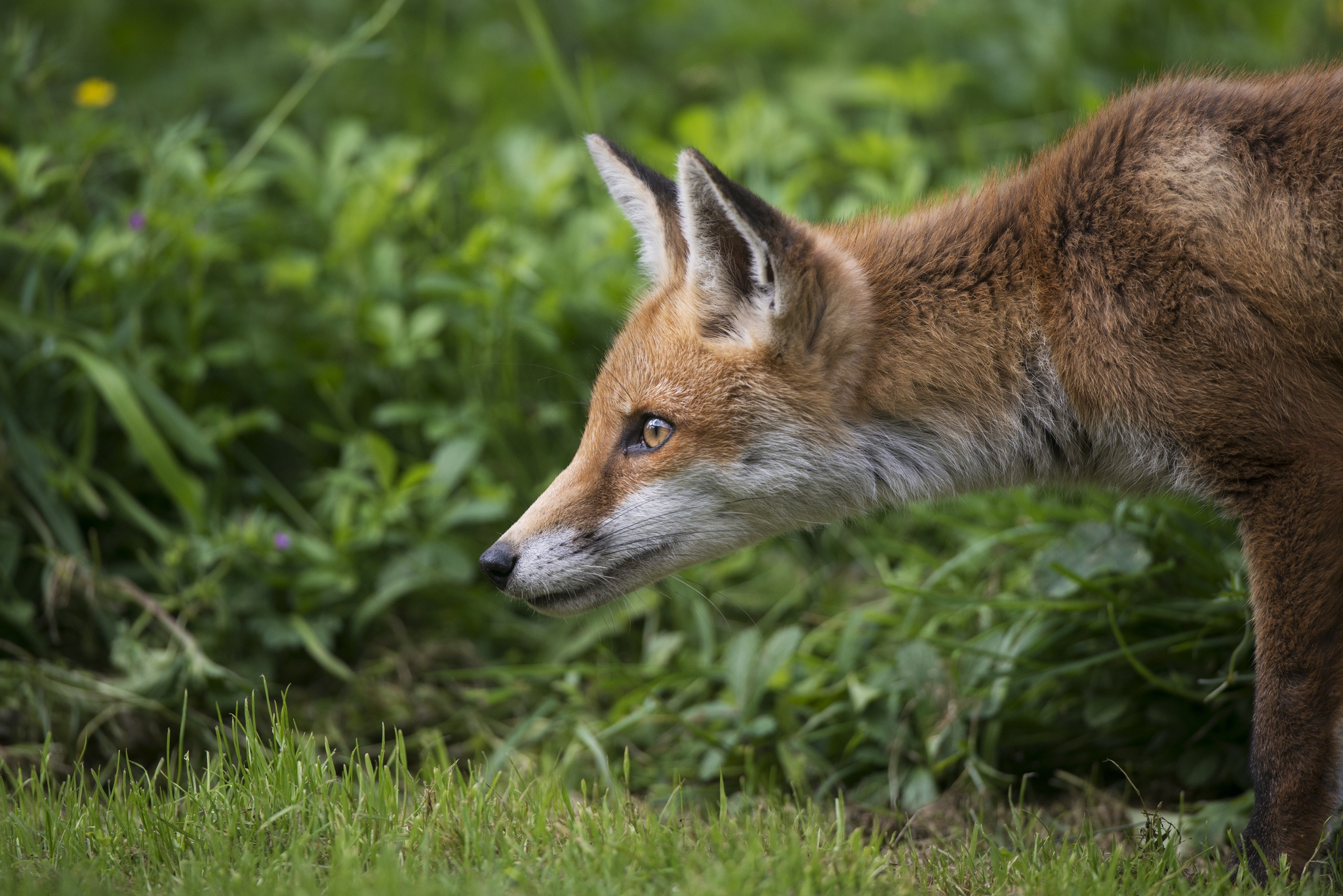 Laden Sie das Grass, Ein Fuchs, Profil, Fuchs, Tiere-Bild kostenlos auf Ihren PC-Desktop herunter