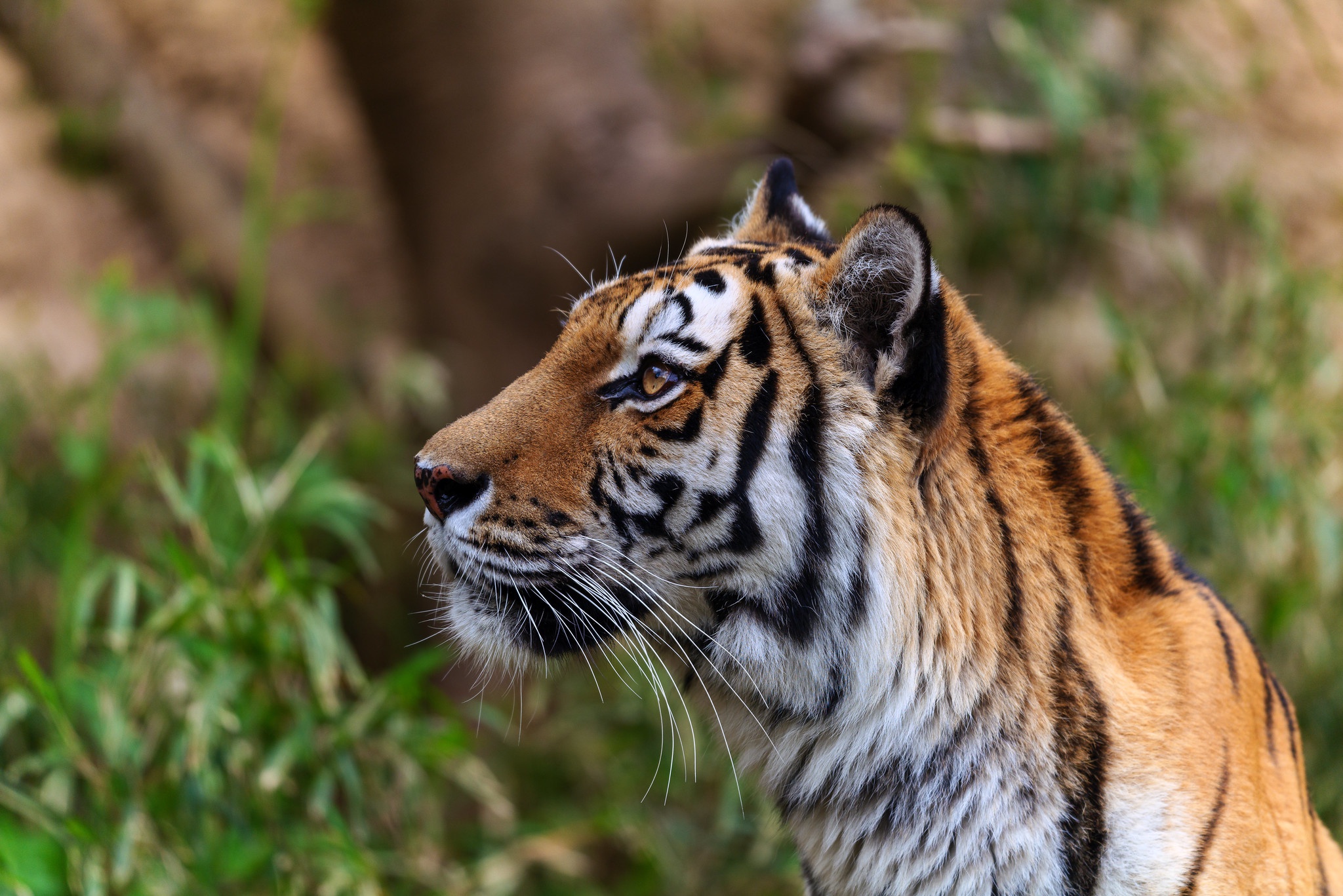 Handy-Wallpaper Tiere, Katzen, Tiger kostenlos herunterladen.