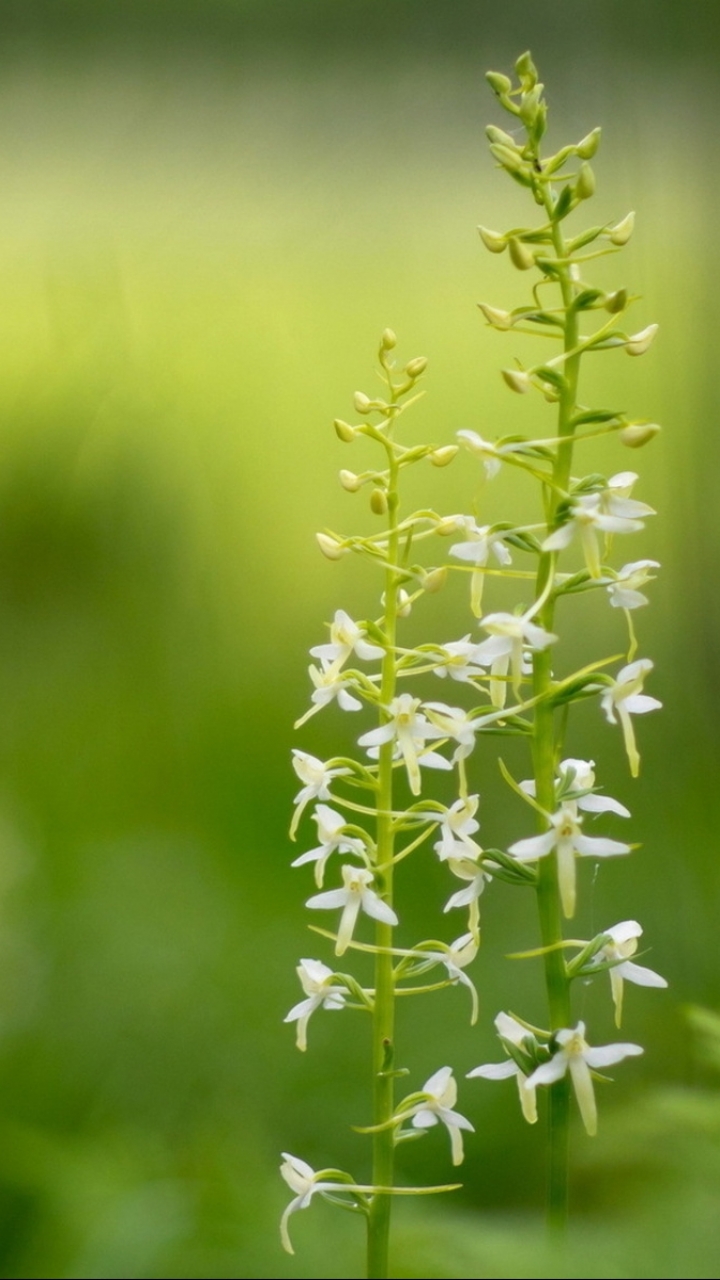 Descarga gratuita de fondo de pantalla para móvil de Flores, Flor, Tierra/naturaleza.