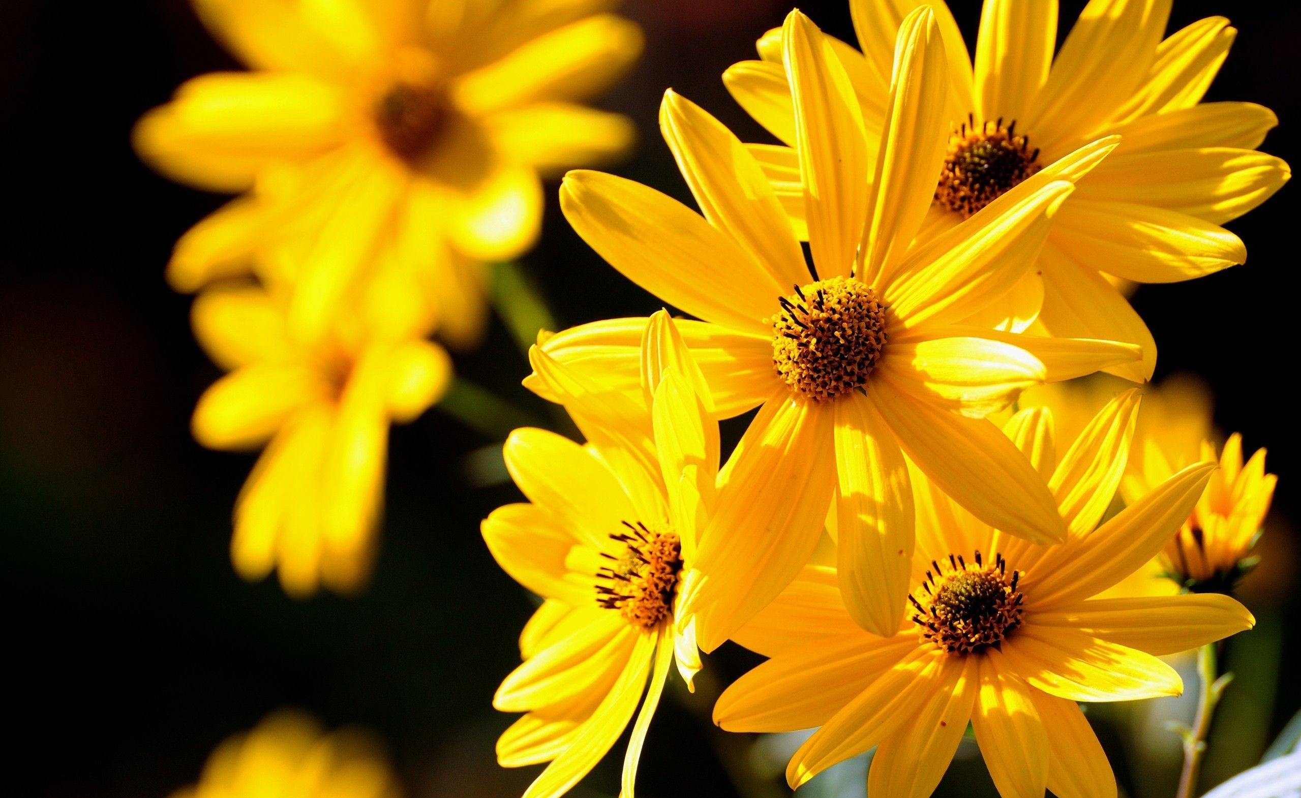 Téléchargez gratuitement l'image Fleur, Terre/nature sur le bureau de votre PC