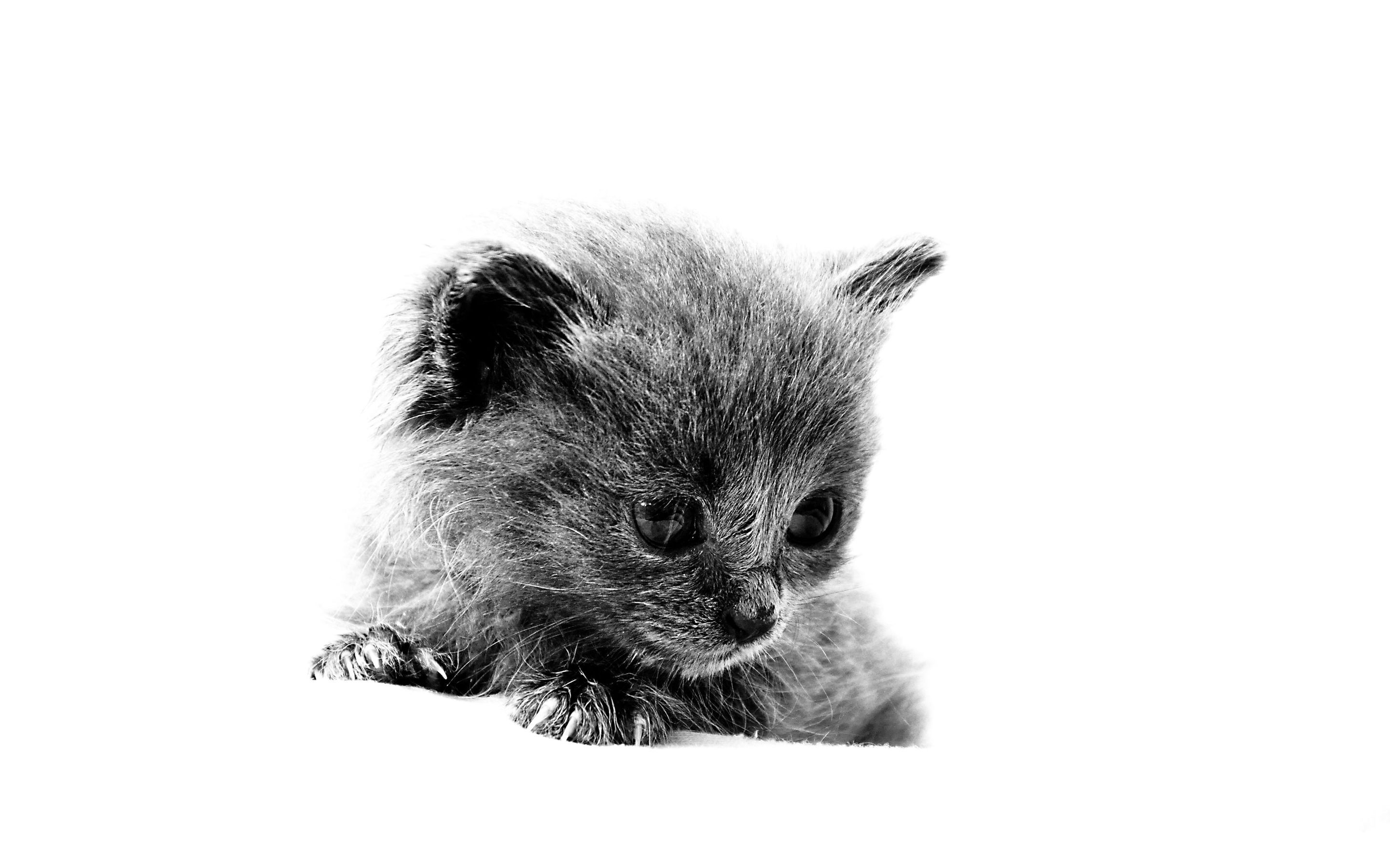 Free download wallpaper Cat, Cats, Animal on your PC desktop