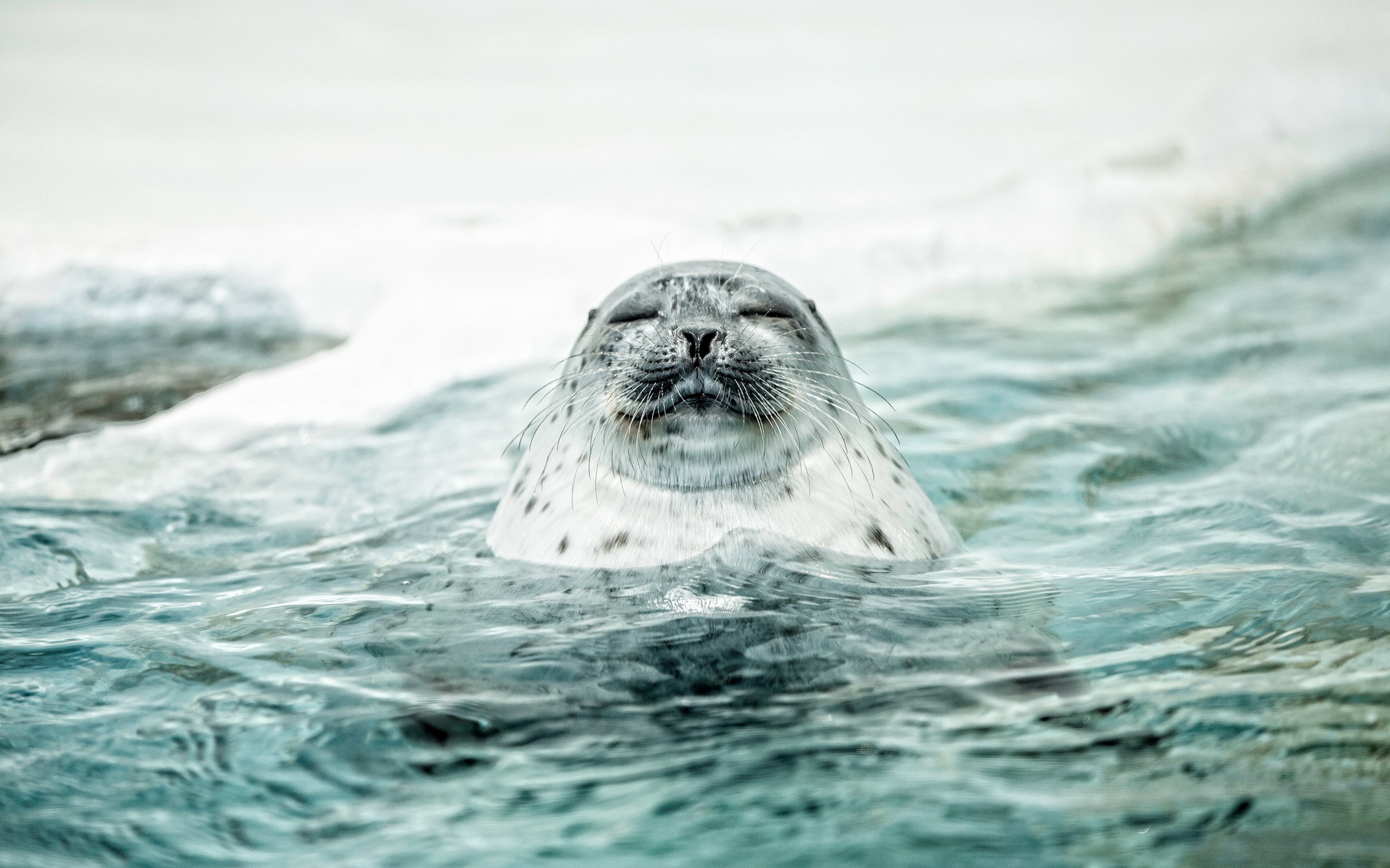 303003 descargar fondo de pantalla animales, foca, focas: protectores de pantalla e imágenes gratis