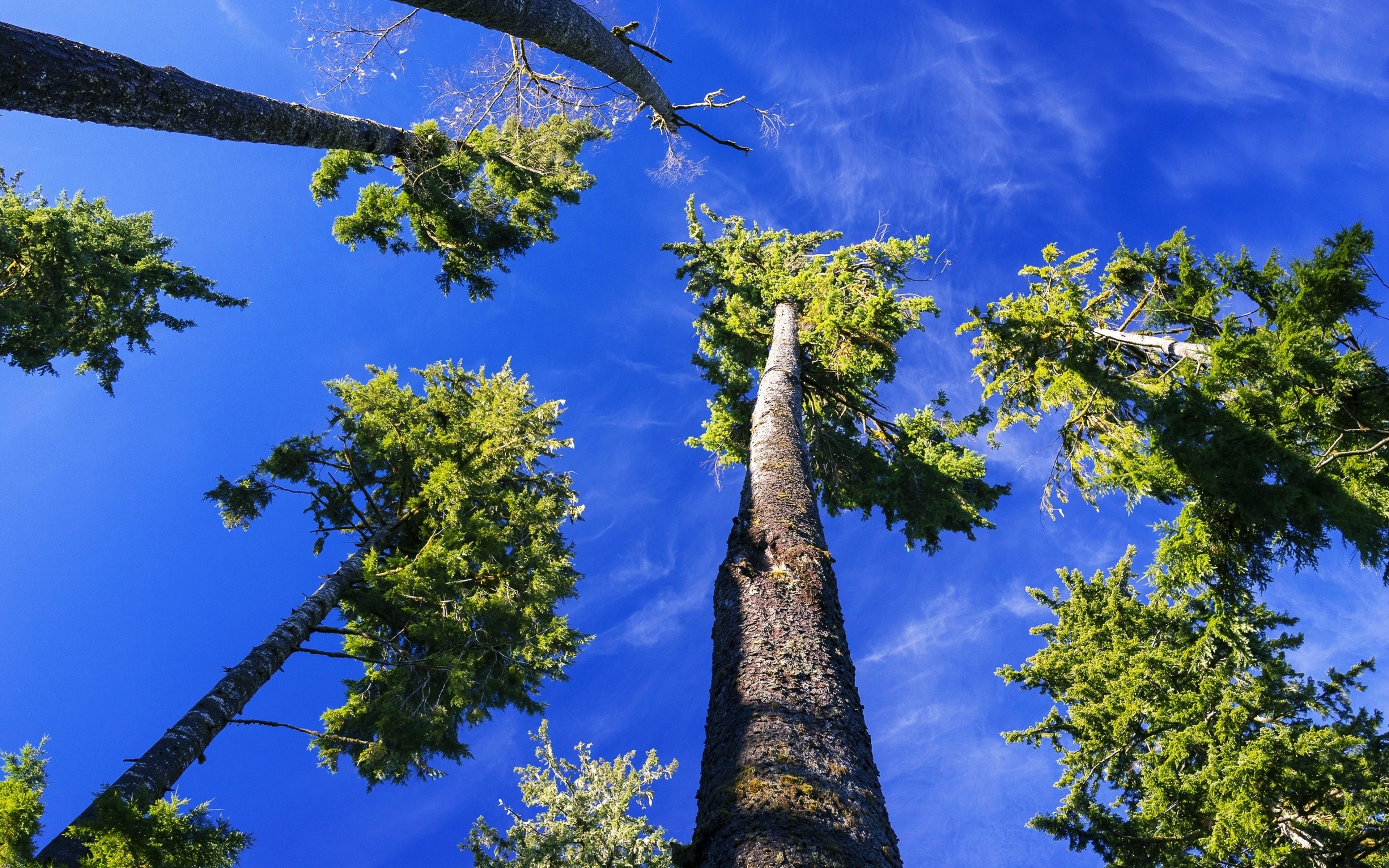 Laden Sie das Natur, Bäume, Baum, Himmel, Erde/natur-Bild kostenlos auf Ihren PC-Desktop herunter