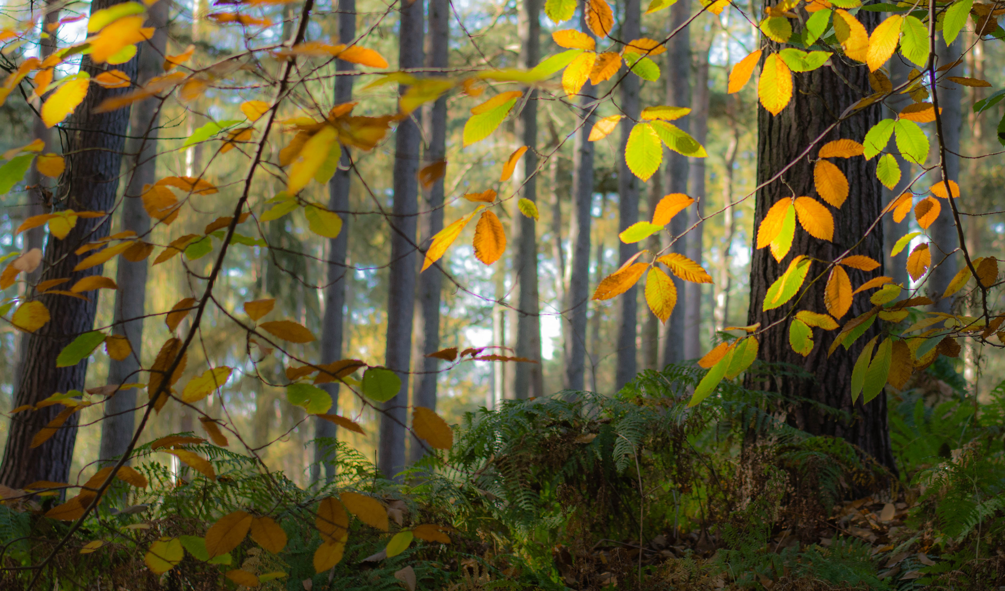 790191 descargar imagen tierra/naturaleza, hoja, otoño, bosque, roble, árbol: fondos de pantalla y protectores de pantalla gratis