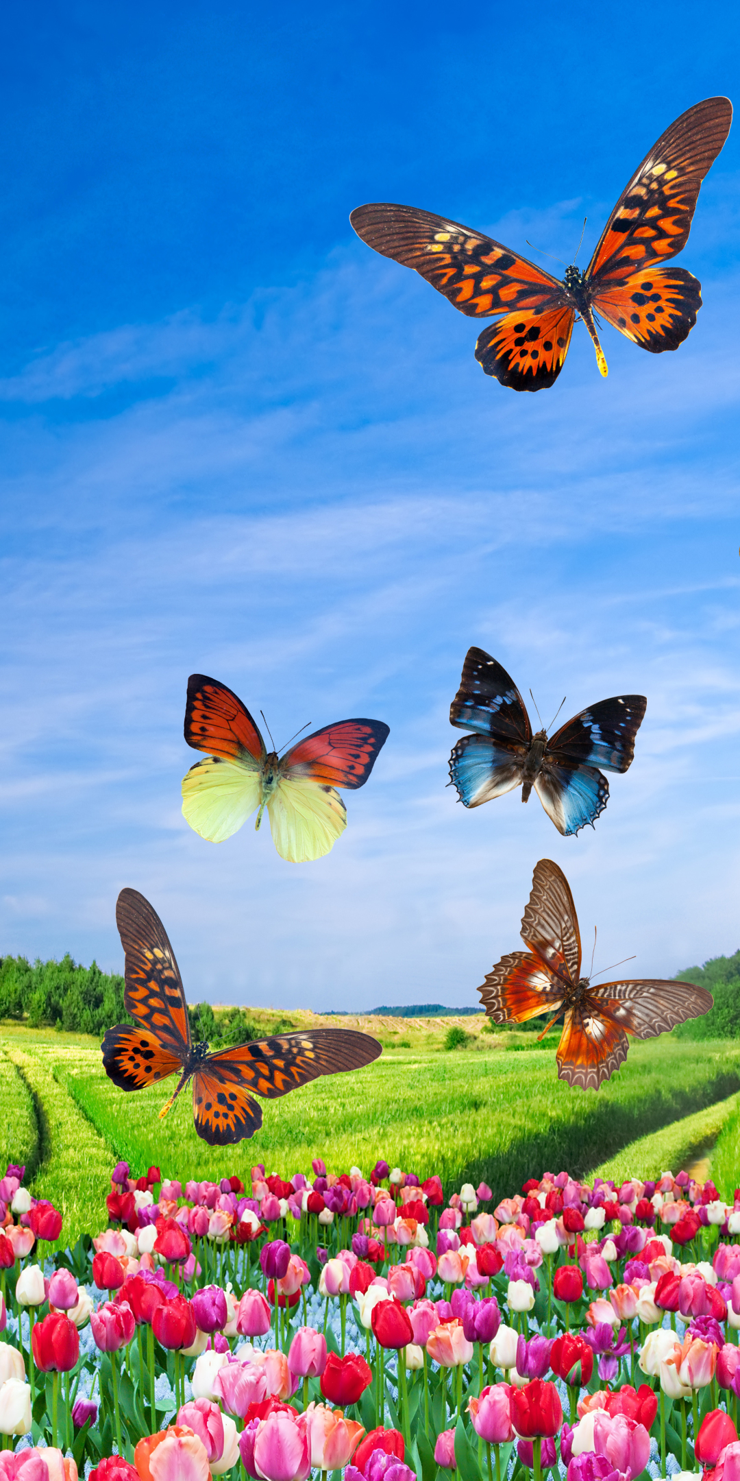 Download mobile wallpaper Field, Butterfly, Spring, Artistic, Tulip for free.