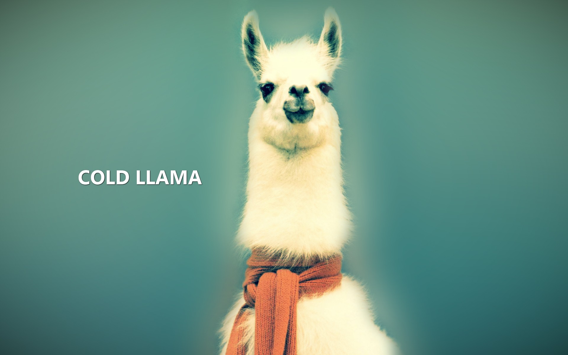 animal, llama, funny, humor