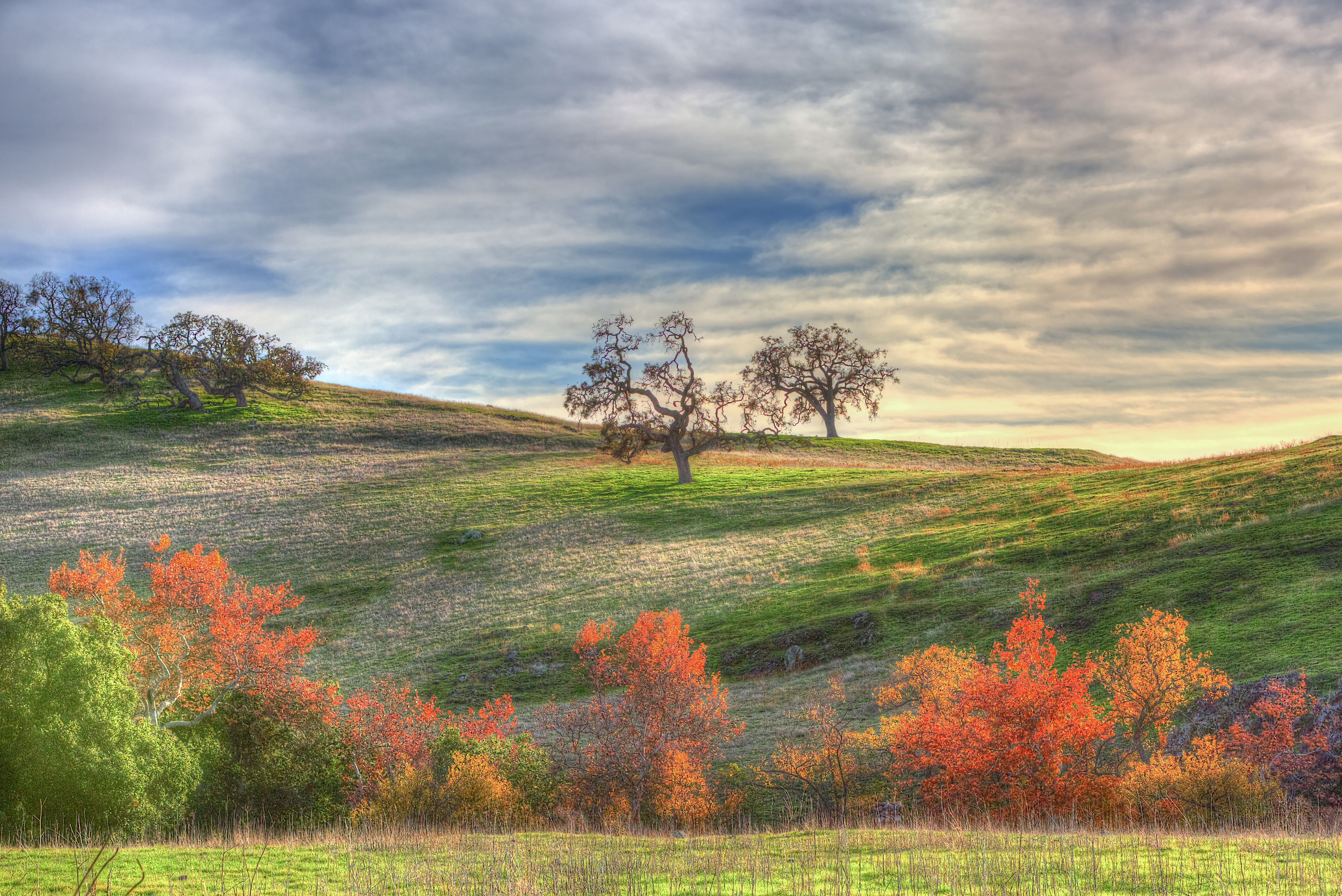 Download mobile wallpaper Landscape, Nature, Grass, Sky, Tree, Fall, Earth, Hill, Hdr, Meadow for free.
