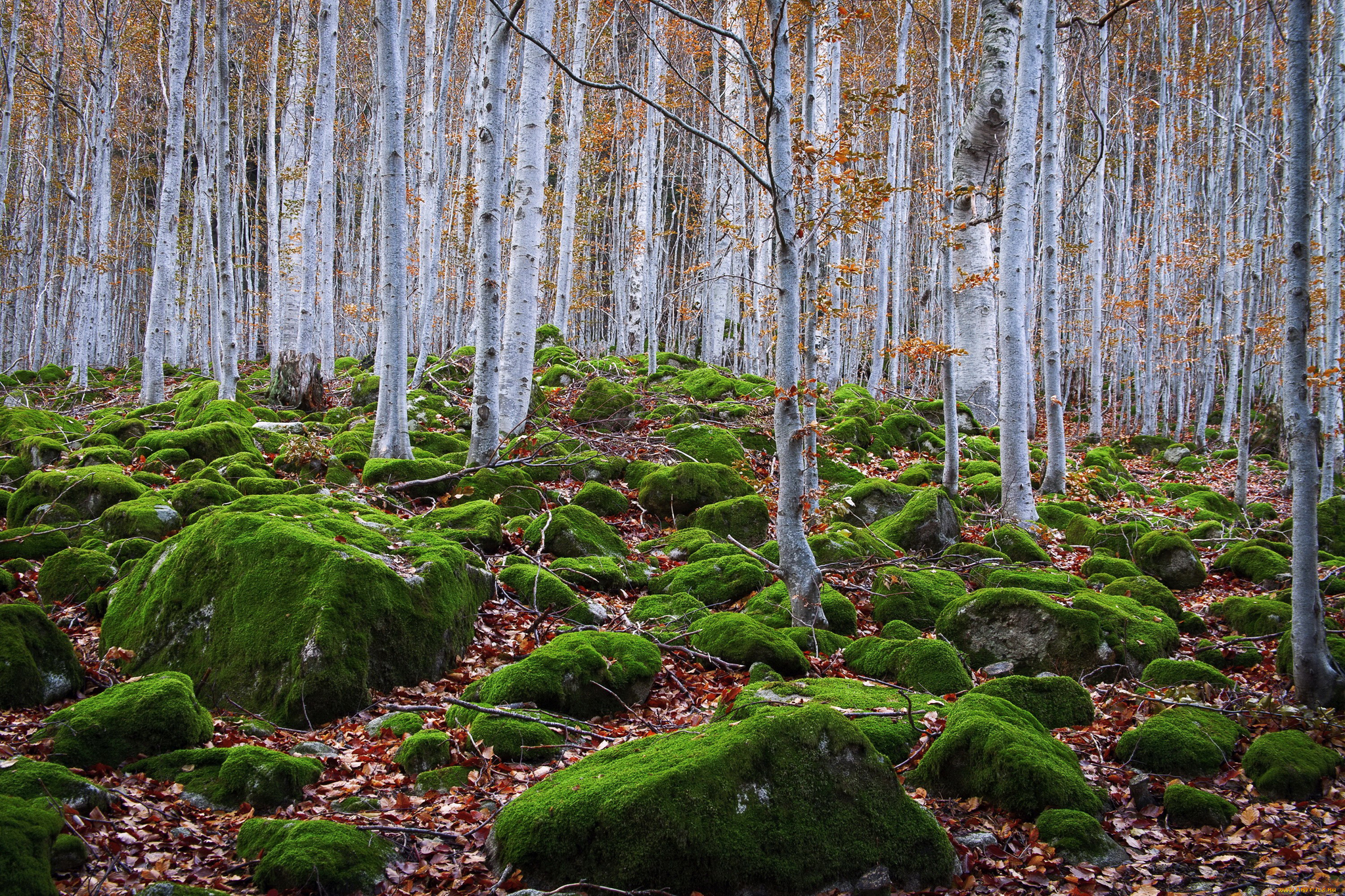 無料モバイル壁紙自然, 秋, 葉, 森, 地球, モスをダウンロードします。