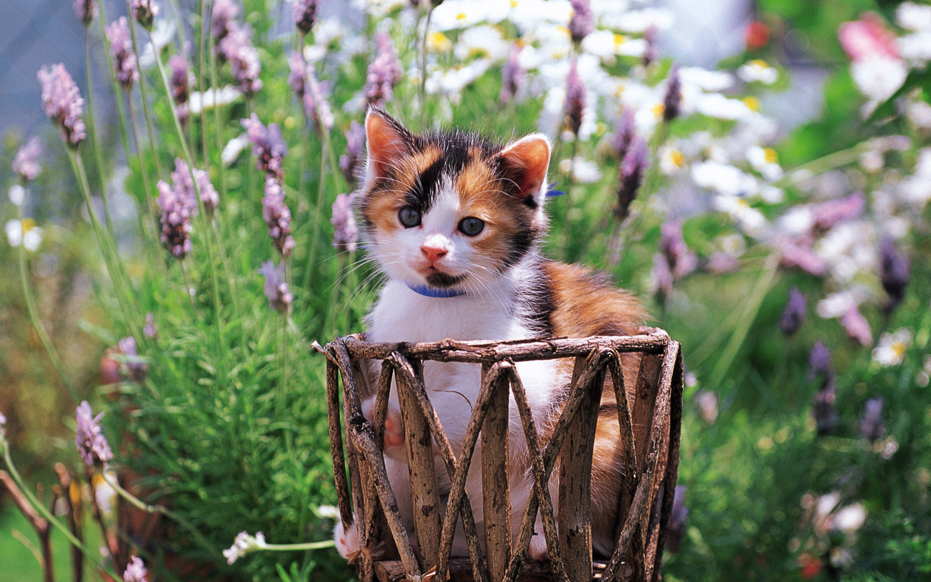 Laden Sie das Tiere, Katzen, Katze-Bild kostenlos auf Ihren PC-Desktop herunter