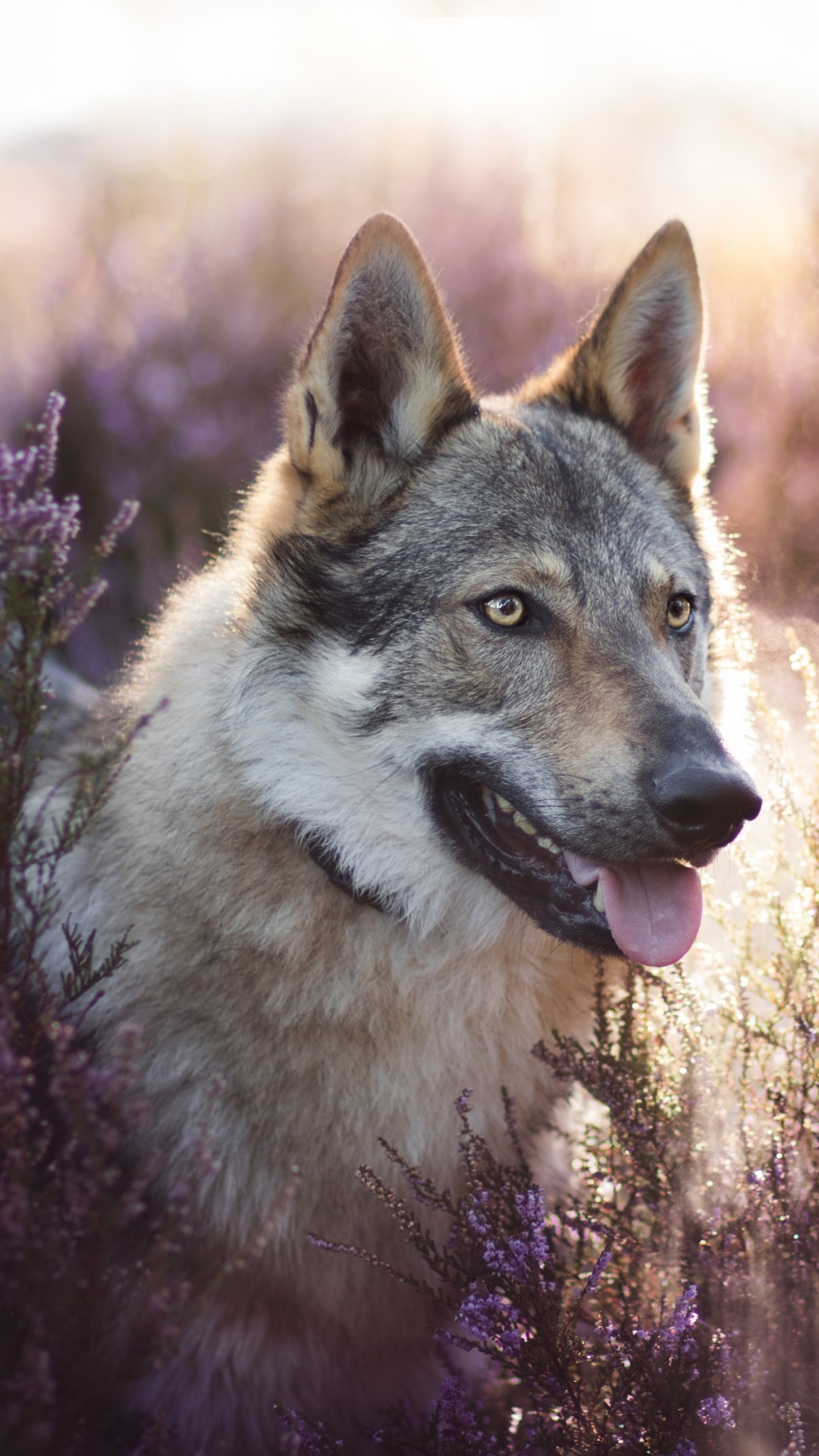 Download mobile wallpaper Dogs, Dog, Animal, Wolfdog for free.