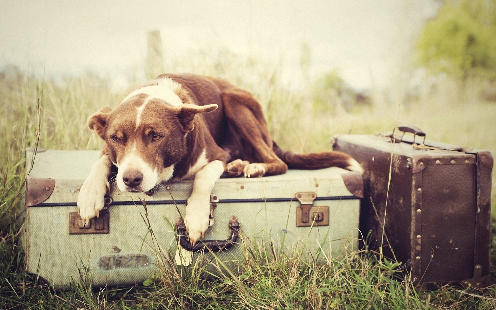 Handy-Wallpaper Tiere, Hund kostenlos herunterladen.