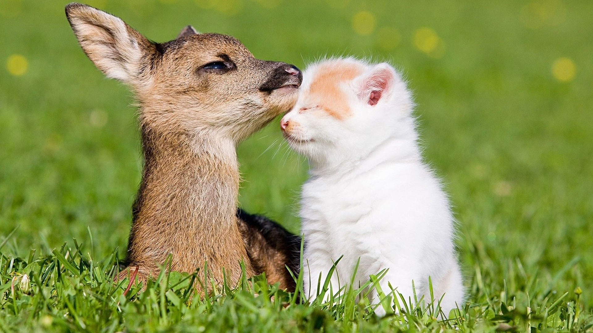 Baixar papel de parede para celular de Animais, Fofo gratuito.