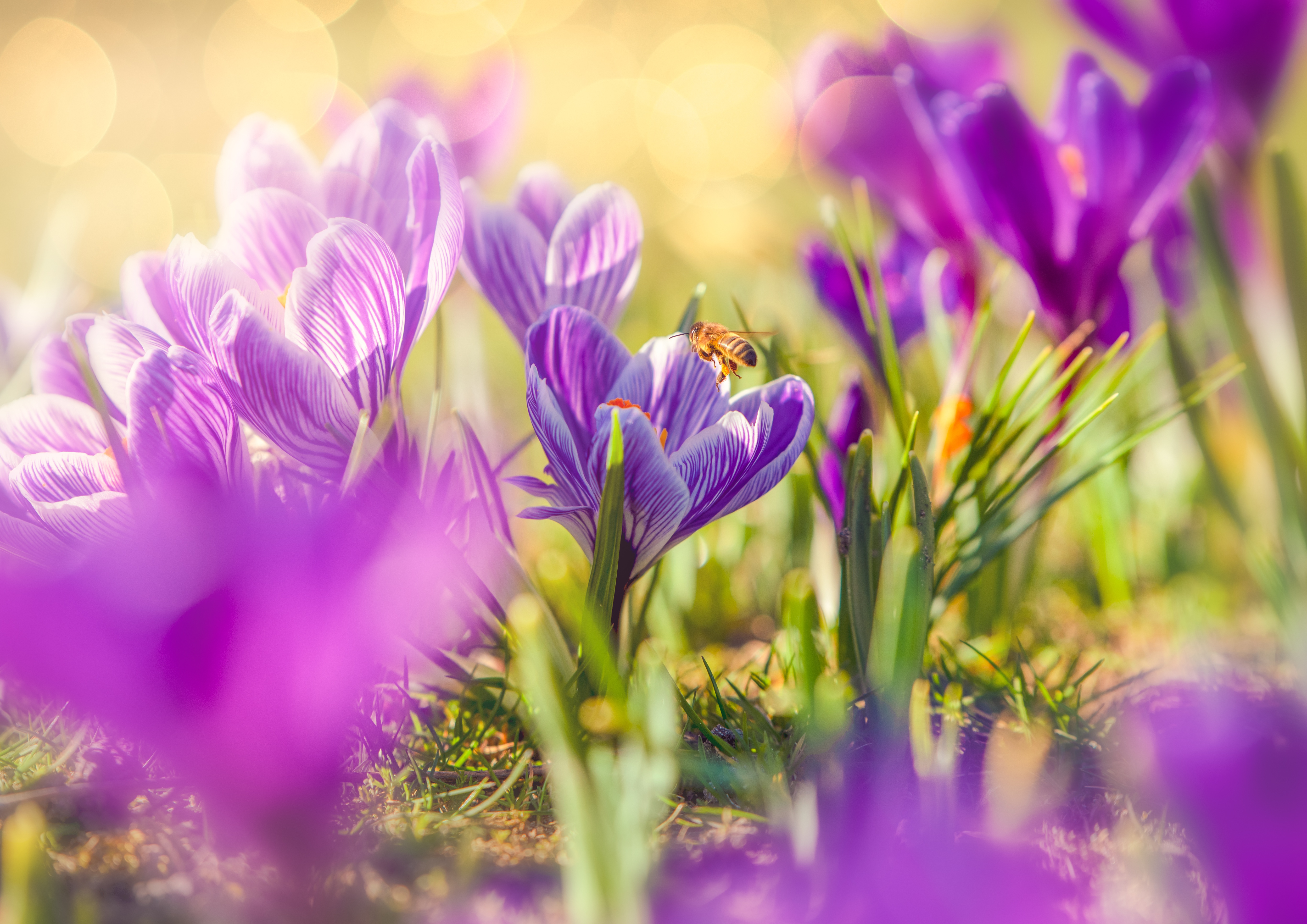 Free download wallpaper Insects, Flower, Macro, Insect, Bee, Animal, Spring, Crocus, Purple Flower on your PC desktop