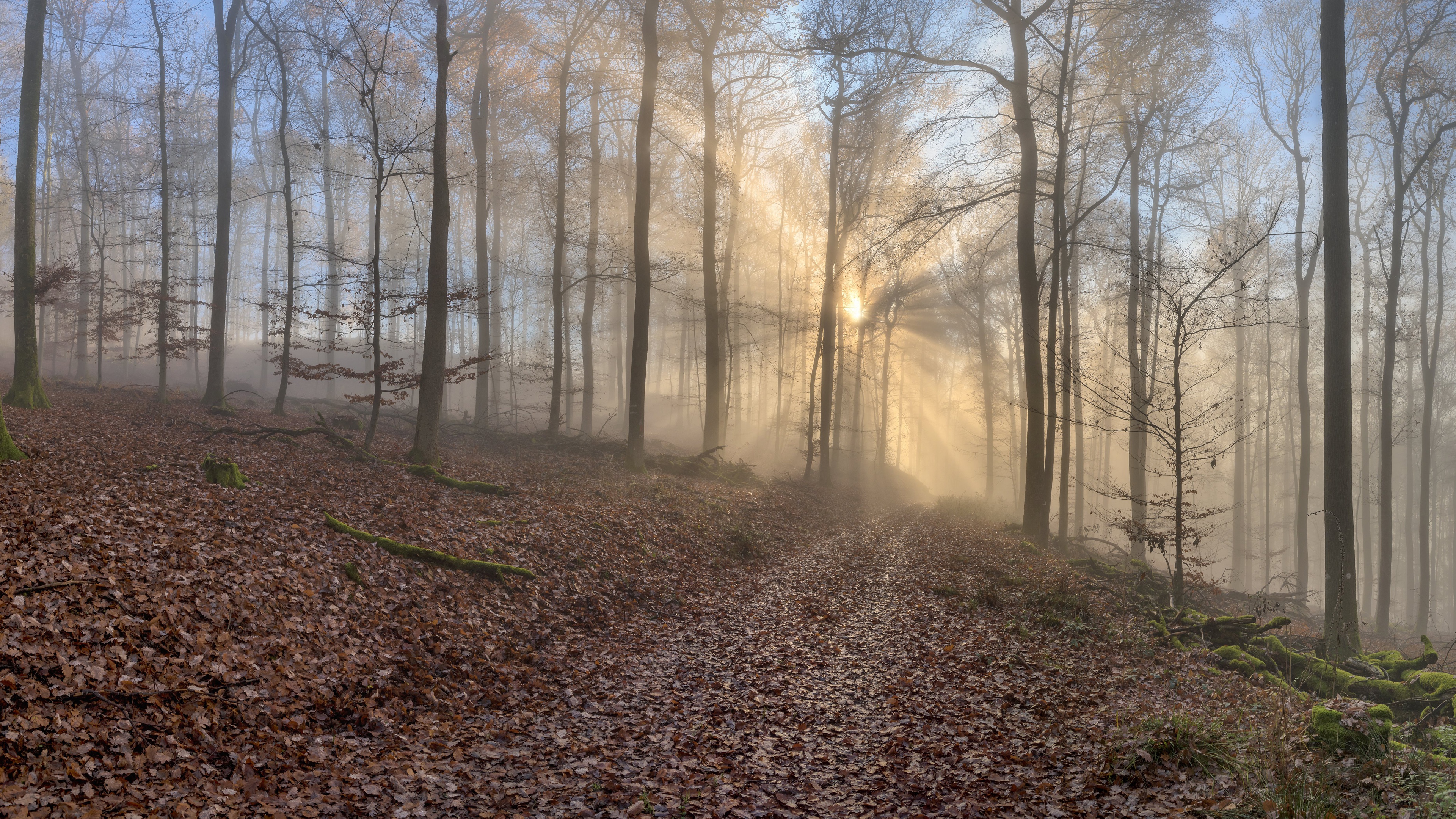Free download wallpaper Forest, Fog, Fall, Earth, Path, Trunk, Sunbeam on your PC desktop