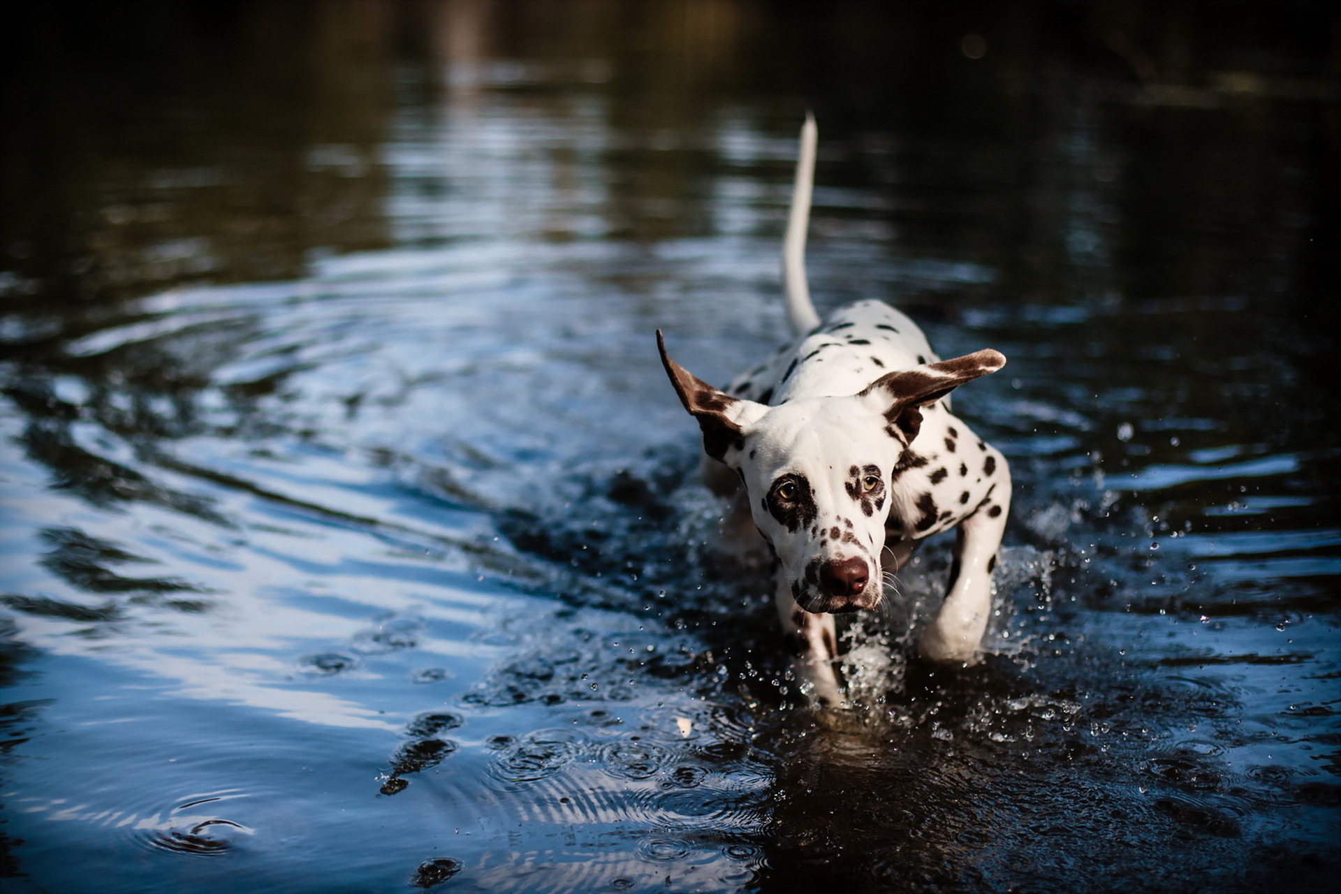 Download mobile wallpaper Dogs, Water, Dog, Muzzle, Splash, Animal, Dalmatian for free.