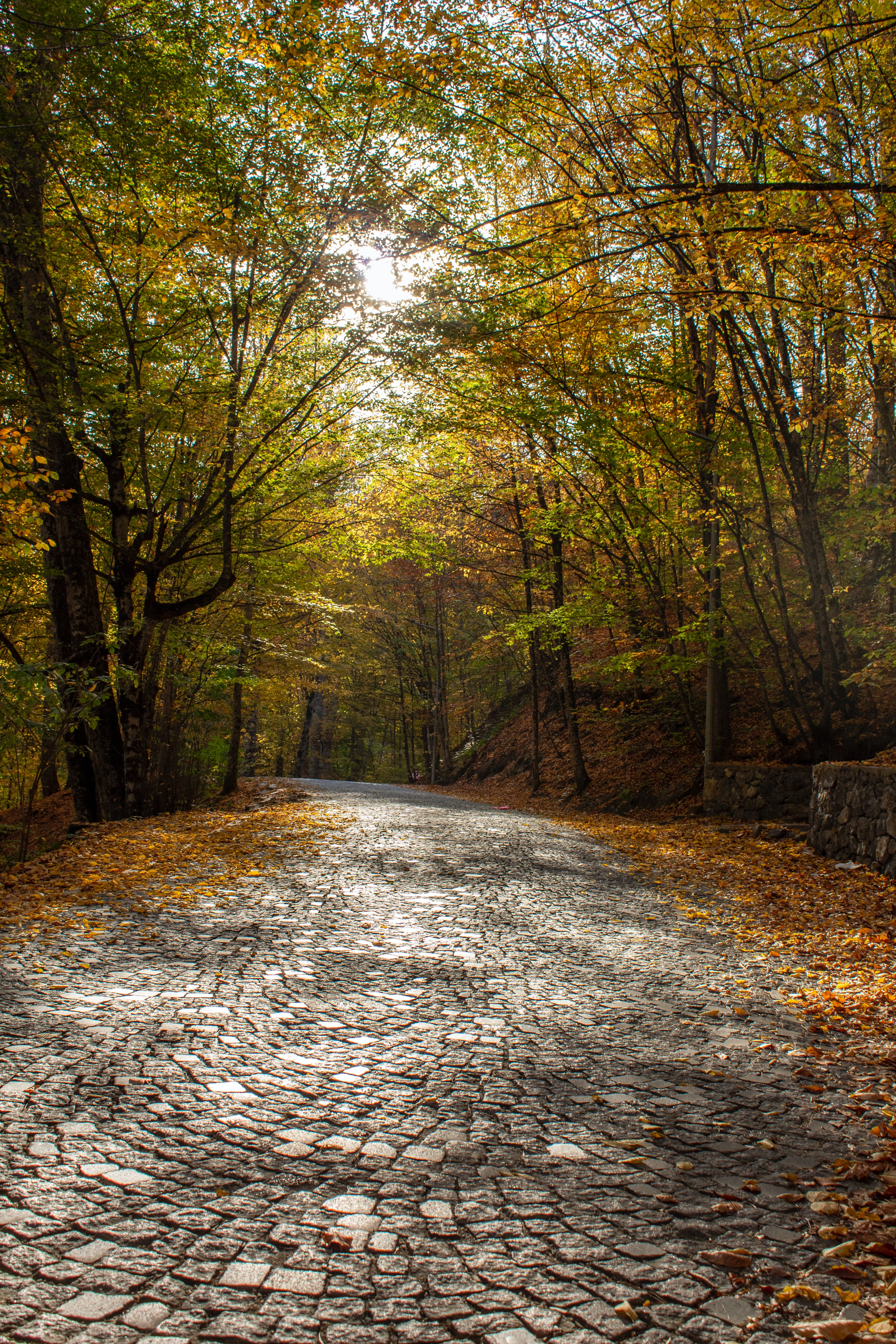 Download mobile wallpaper Trees, Nature, Road, Alley, Autumn for free.