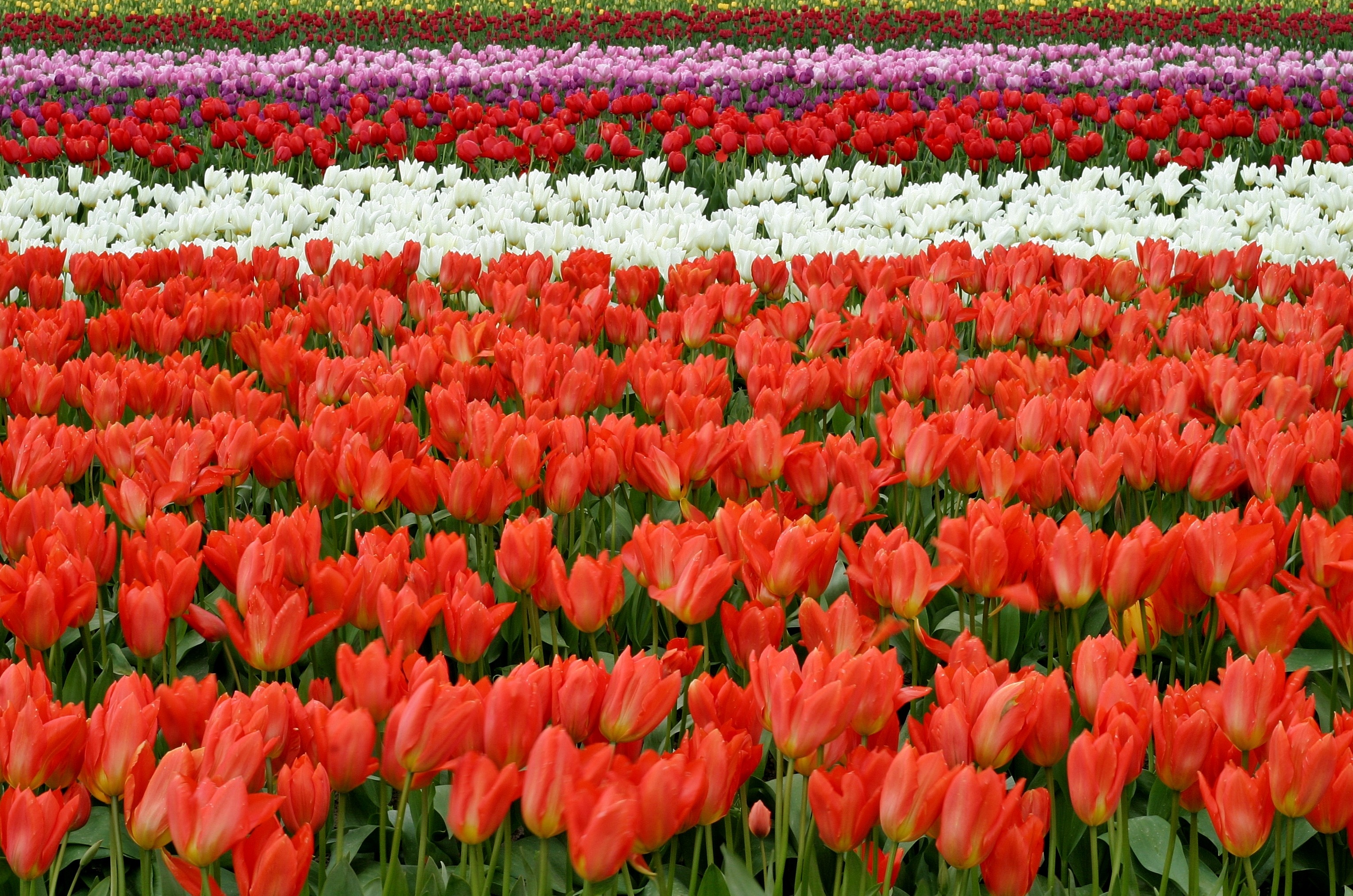 Téléchargez gratuitement l'image Fleurs, Fleur, Tulipe, Fleur Blanche, Fleur Rouge, La Nature, Terre/nature sur le bureau de votre PC