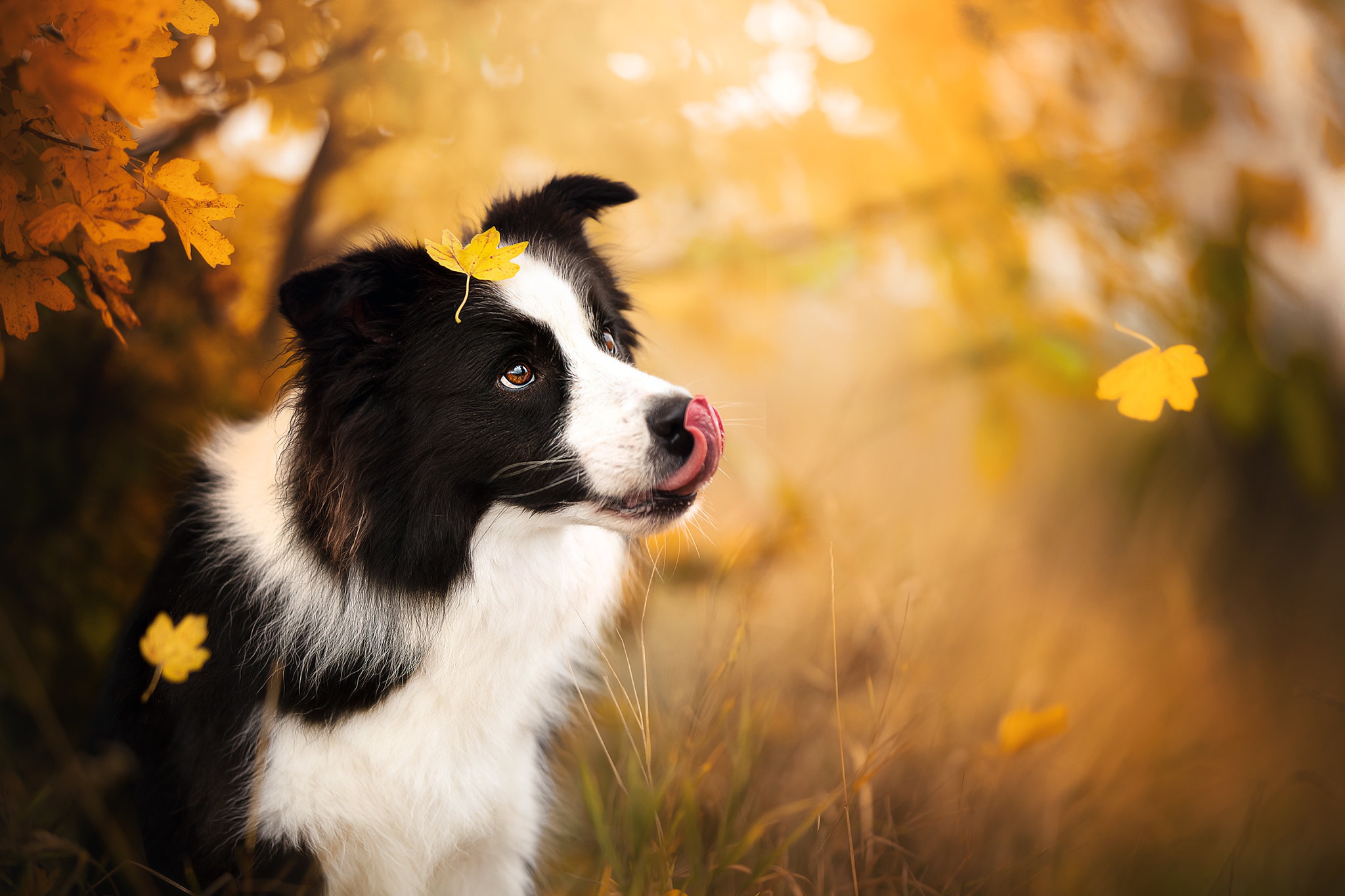 Baixe gratuitamente a imagem Animais, Cães, Cão, Border Collie na área de trabalho do seu PC