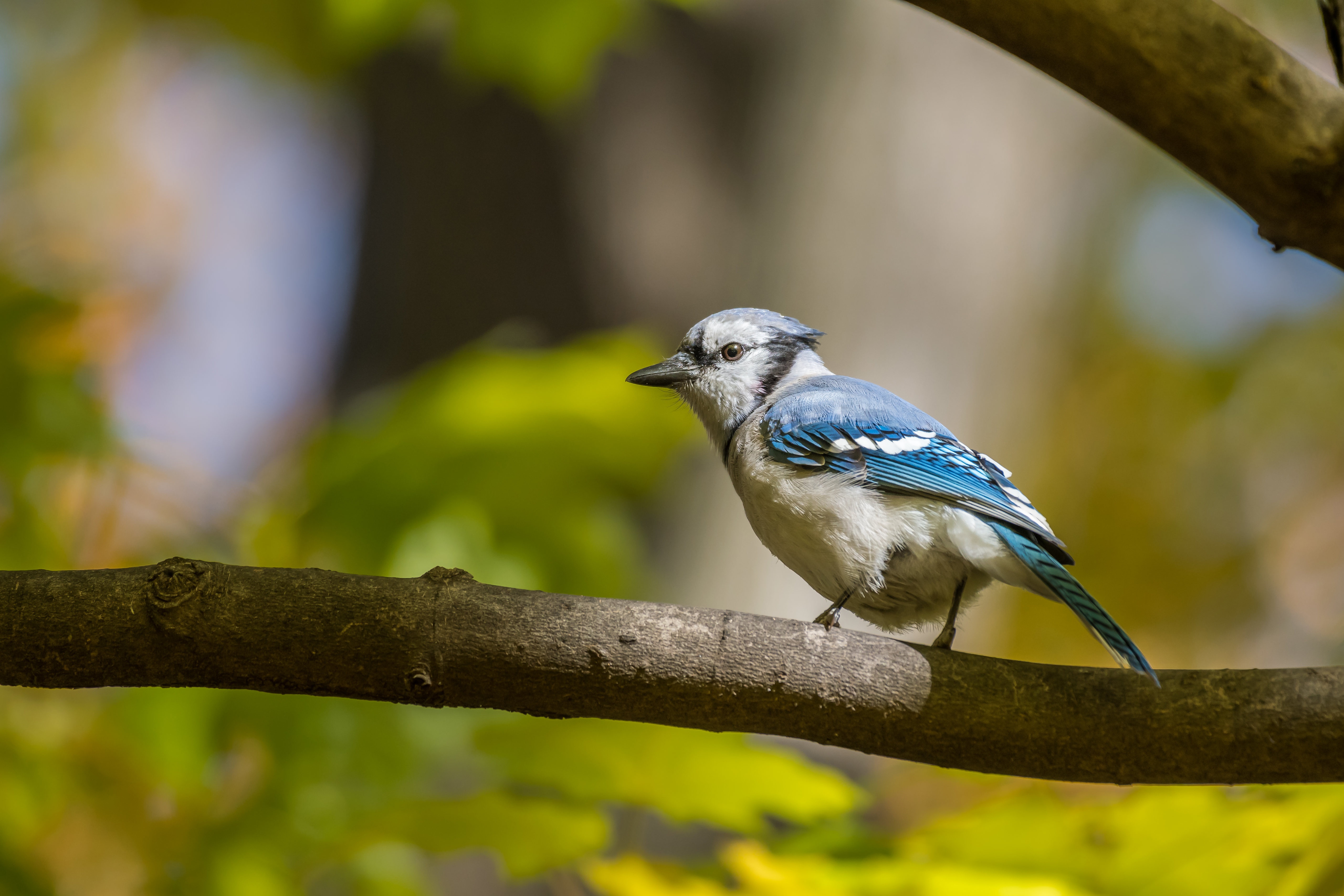 Baixe gratuitamente a imagem Animais, Aves, Pássaro, Gaio Azul na área de trabalho do seu PC