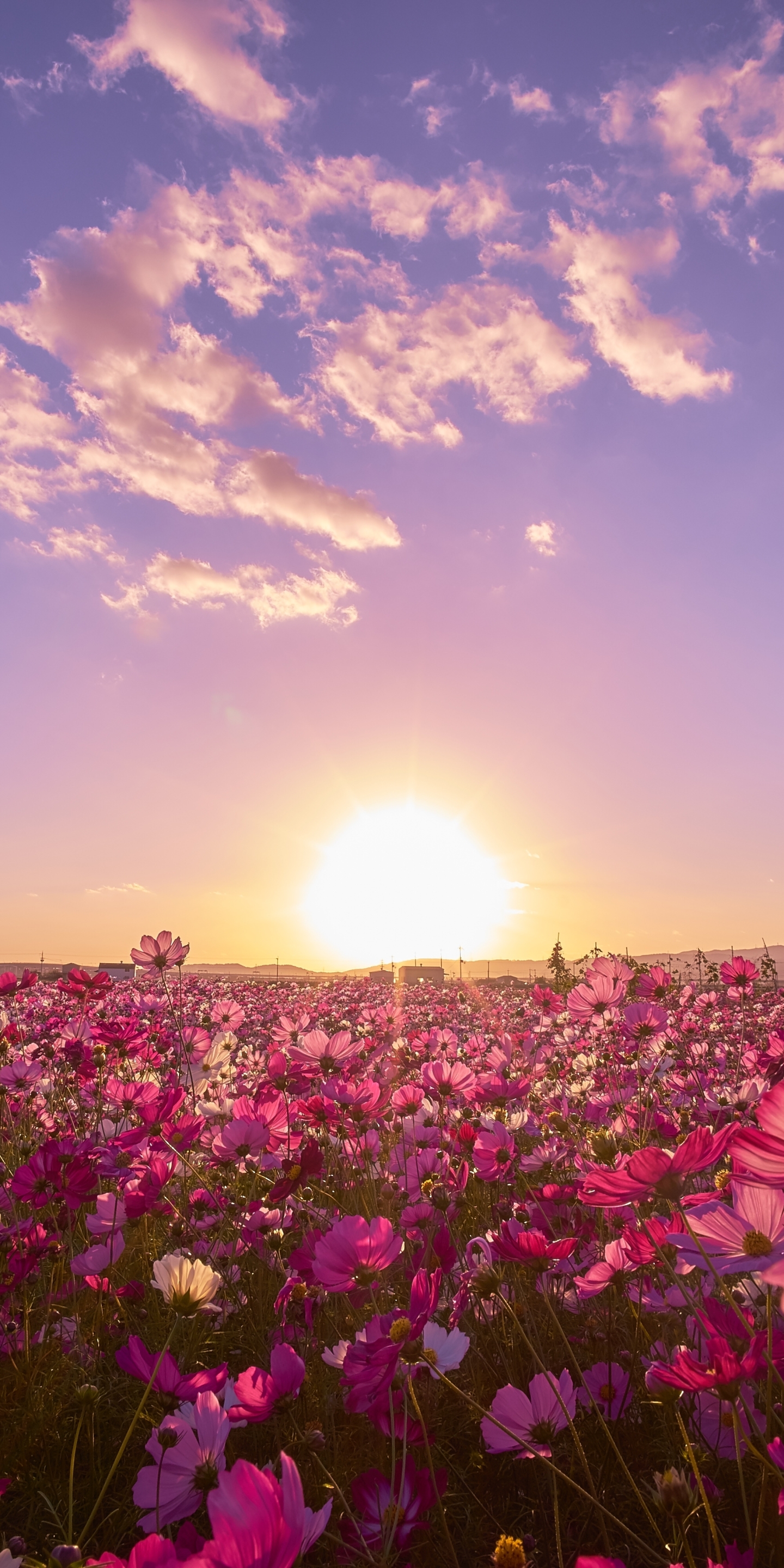Download mobile wallpaper Flowers, Sky, Sun, Flower, Earth, Japan, Cosmos, Purple Flower for free.