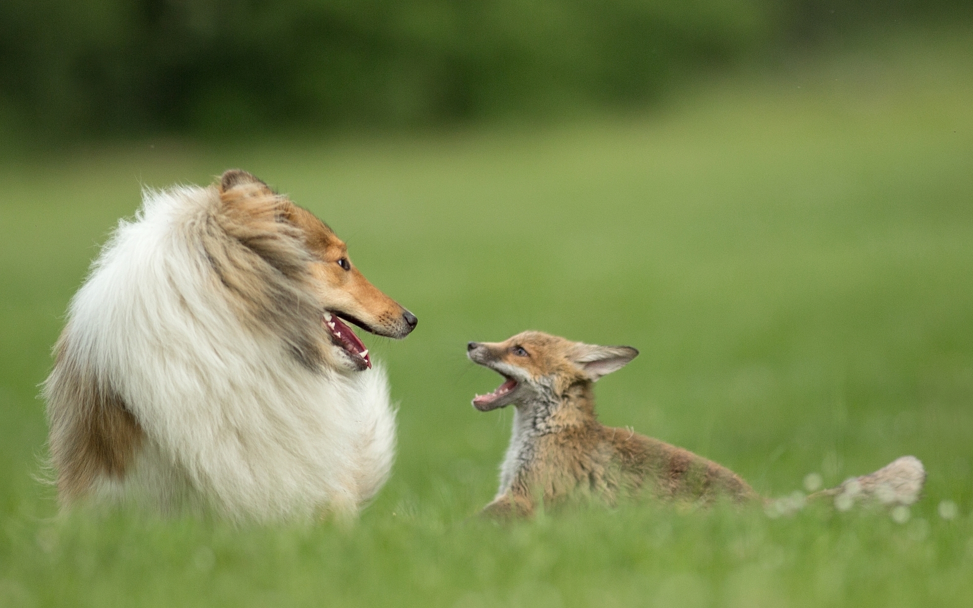 PCデスクトップに動物, 犬, 可愛い, 狐, ラフ・コリー画像を無料でダウンロード