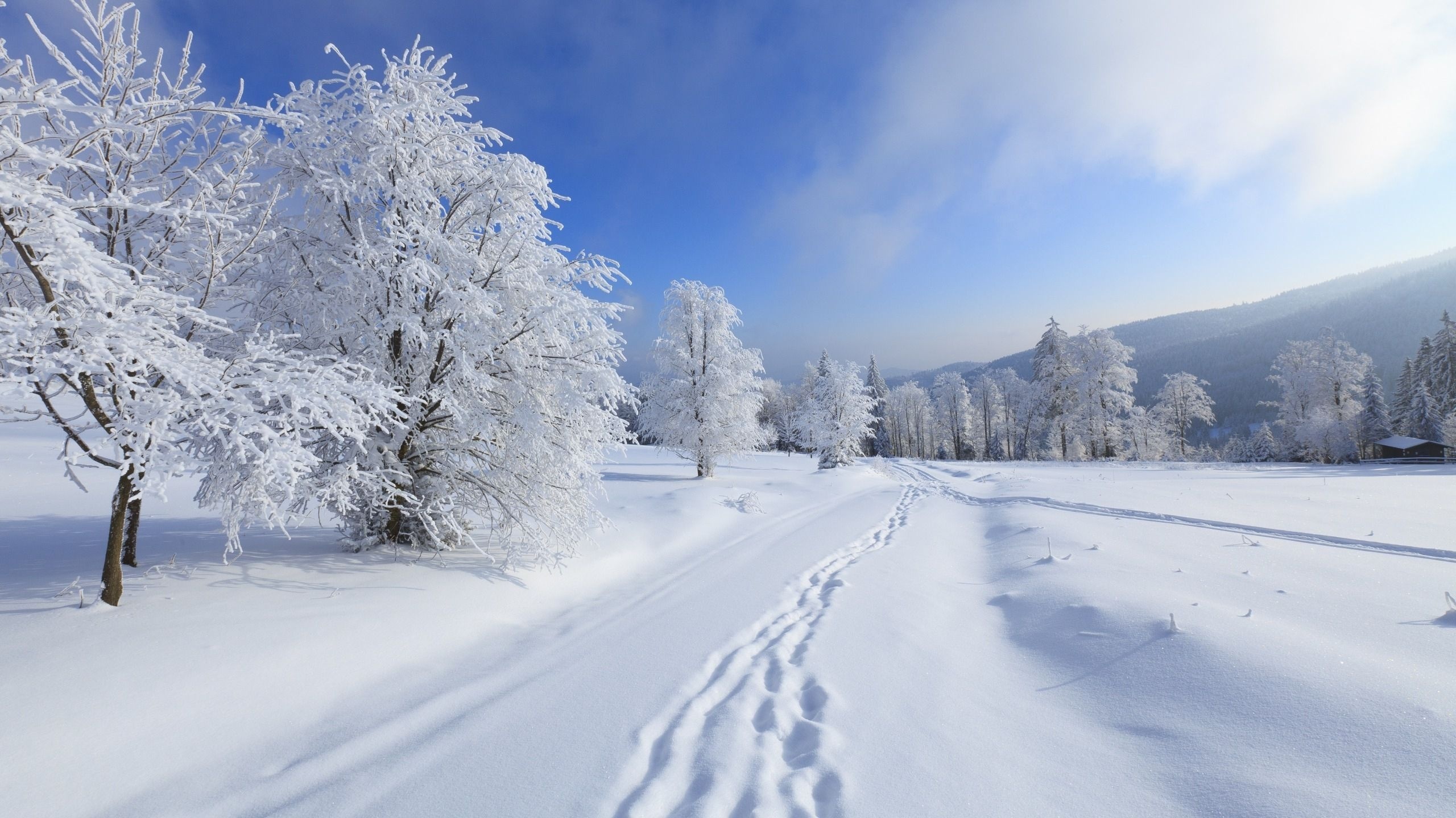 564150 descargar imagen invierno, tierra/naturaleza, huella, nieve, árbol: fondos de pantalla y protectores de pantalla gratis