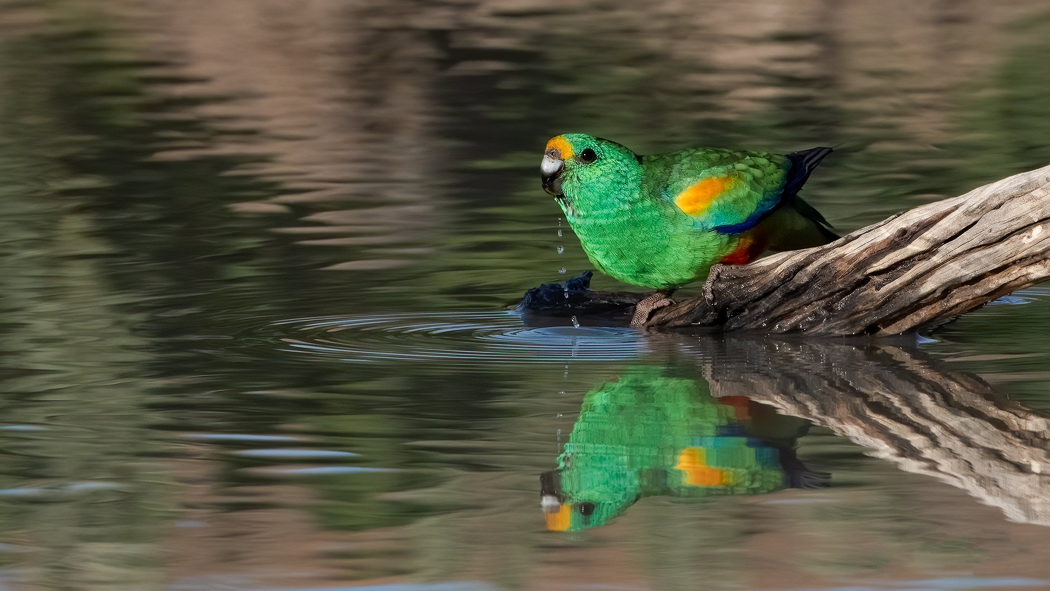 Free download wallpaper Birds, Reflection, Animal, Pond, Log, Parrot on your PC desktop