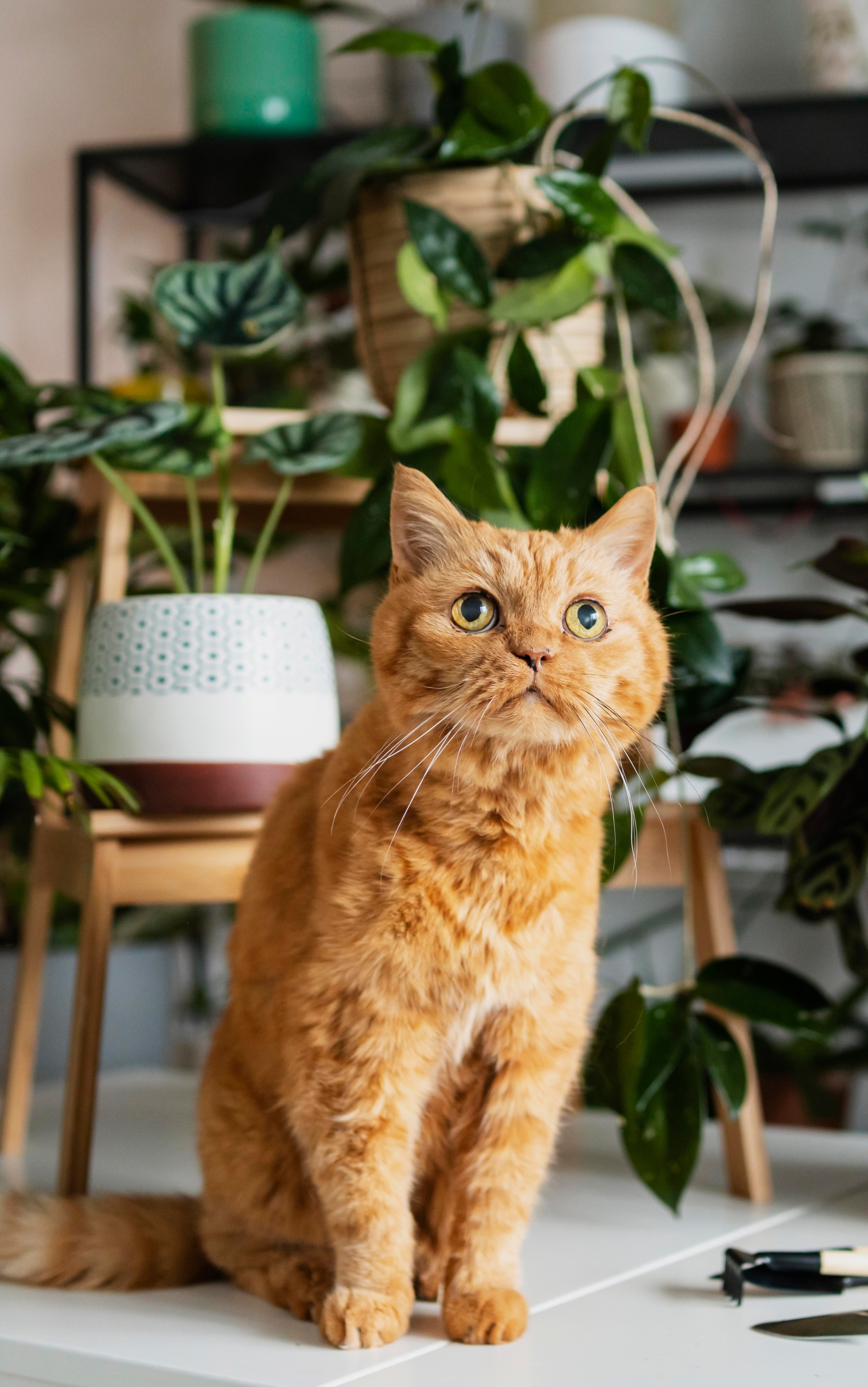 Baixe gratuitamente a imagem Animais, Gatos, Gato na área de trabalho do seu PC