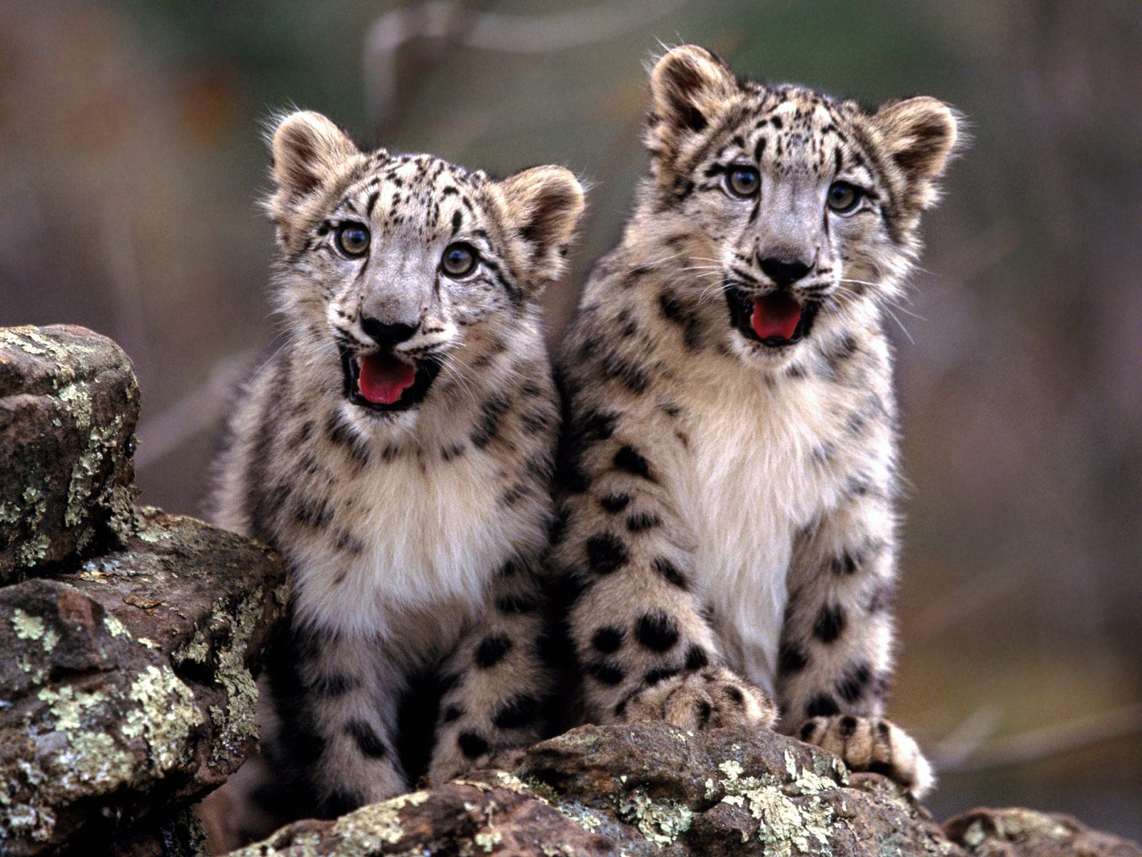 Download mobile wallpaper Cats, Snow Leopard, Animal for free.