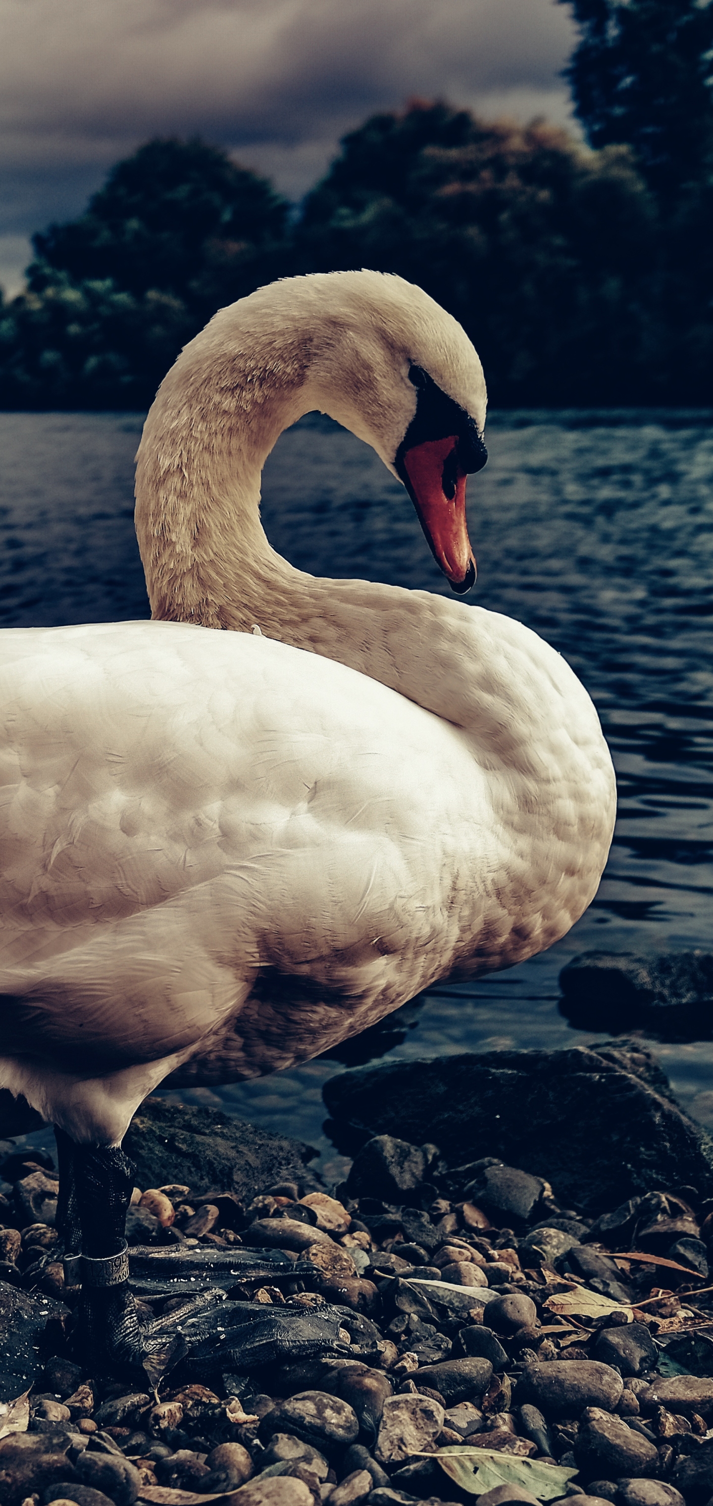 Free download wallpaper Birds, Bird, Animal, Swan, Mute Swan on your PC desktop