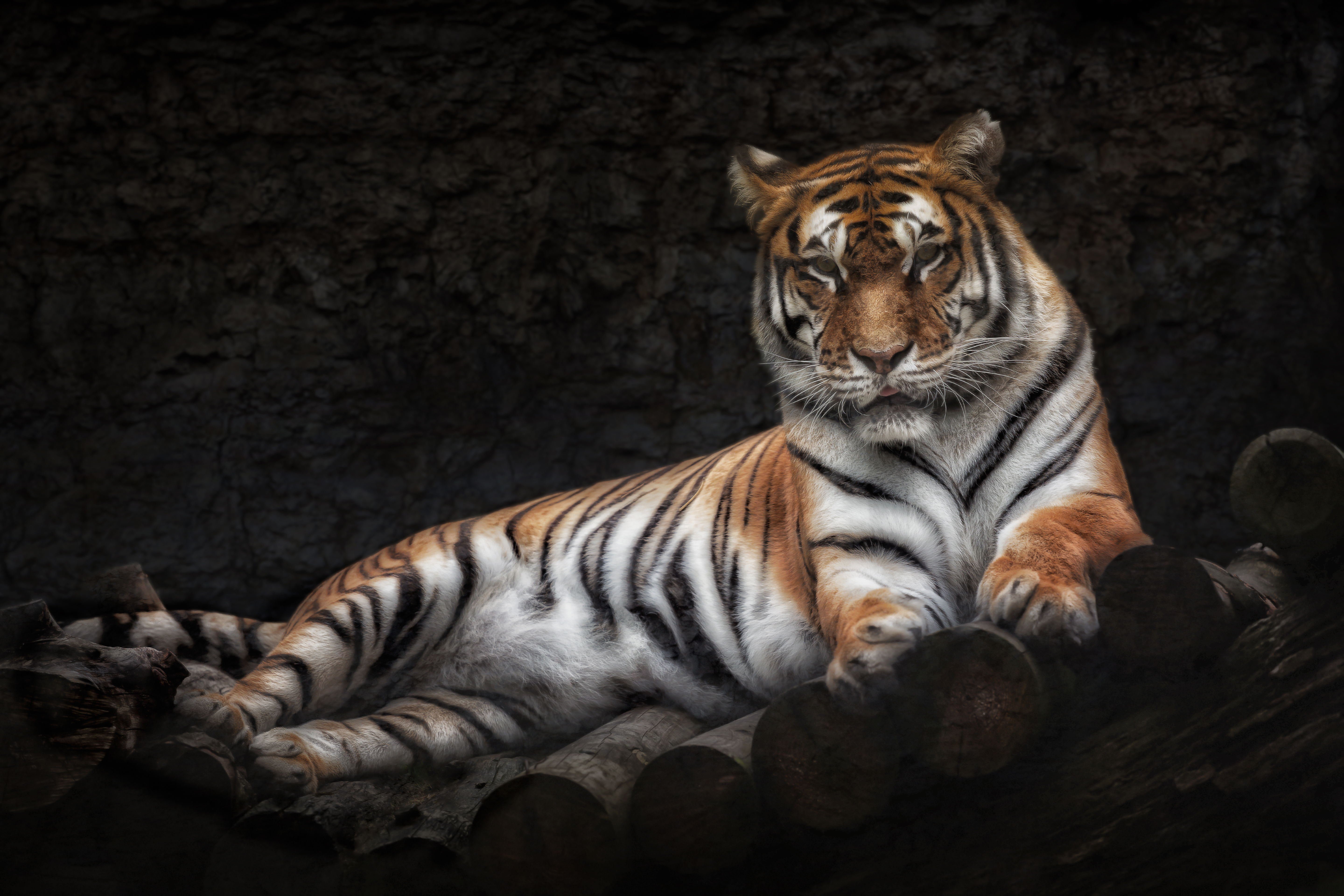 Free download wallpaper Cats, Tiger, Animal on your PC desktop