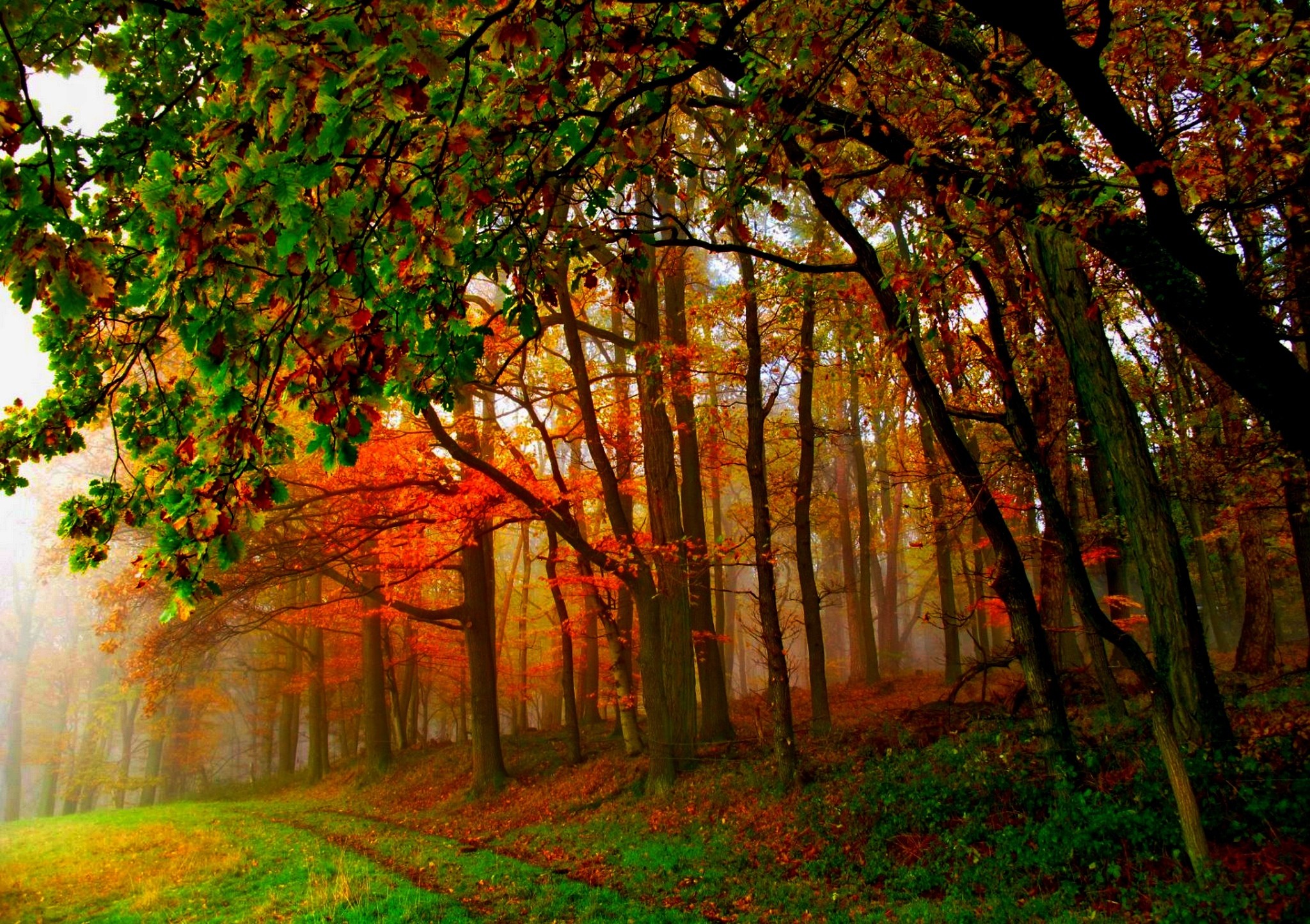 Handy-Wallpaper Herbst, Wald, Baum, Nebel, Erde/natur kostenlos herunterladen.