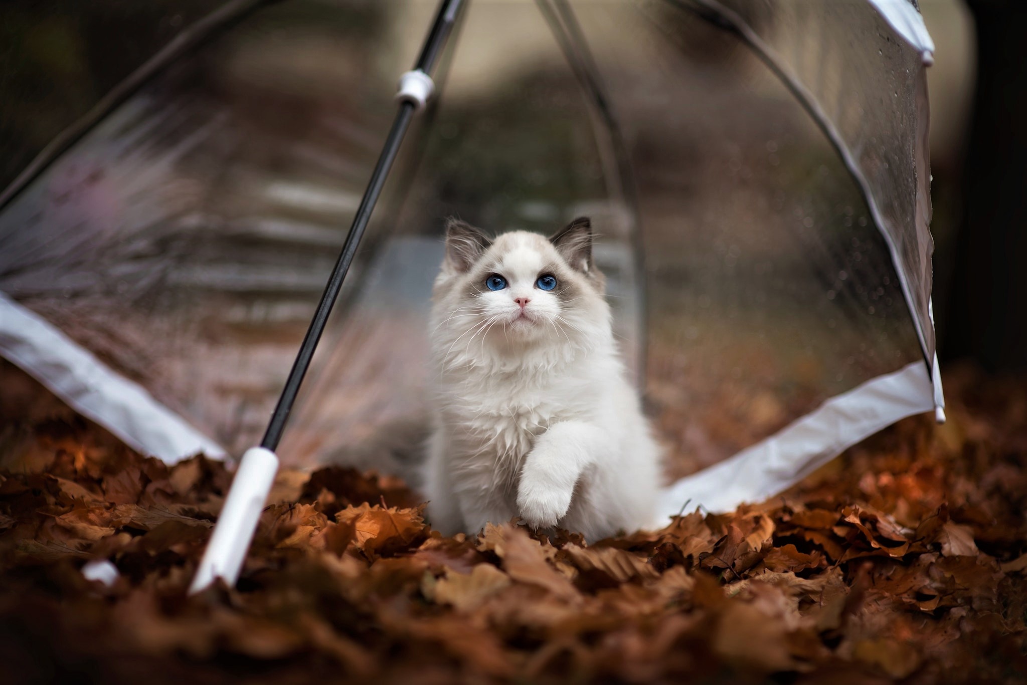Download mobile wallpaper Cats, Cat, Leaf, Fall, Animal, Umbrella for free.