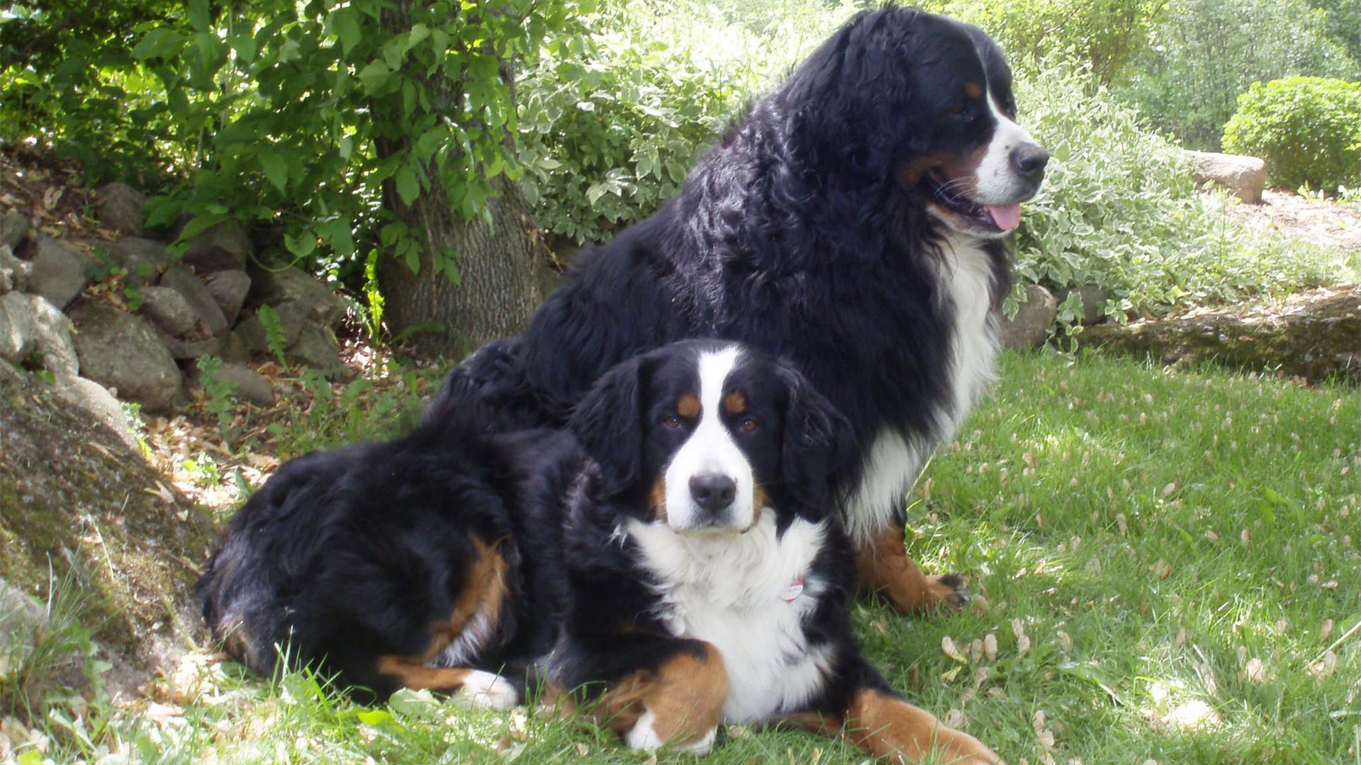 animal, bernese mountain dog, dogs