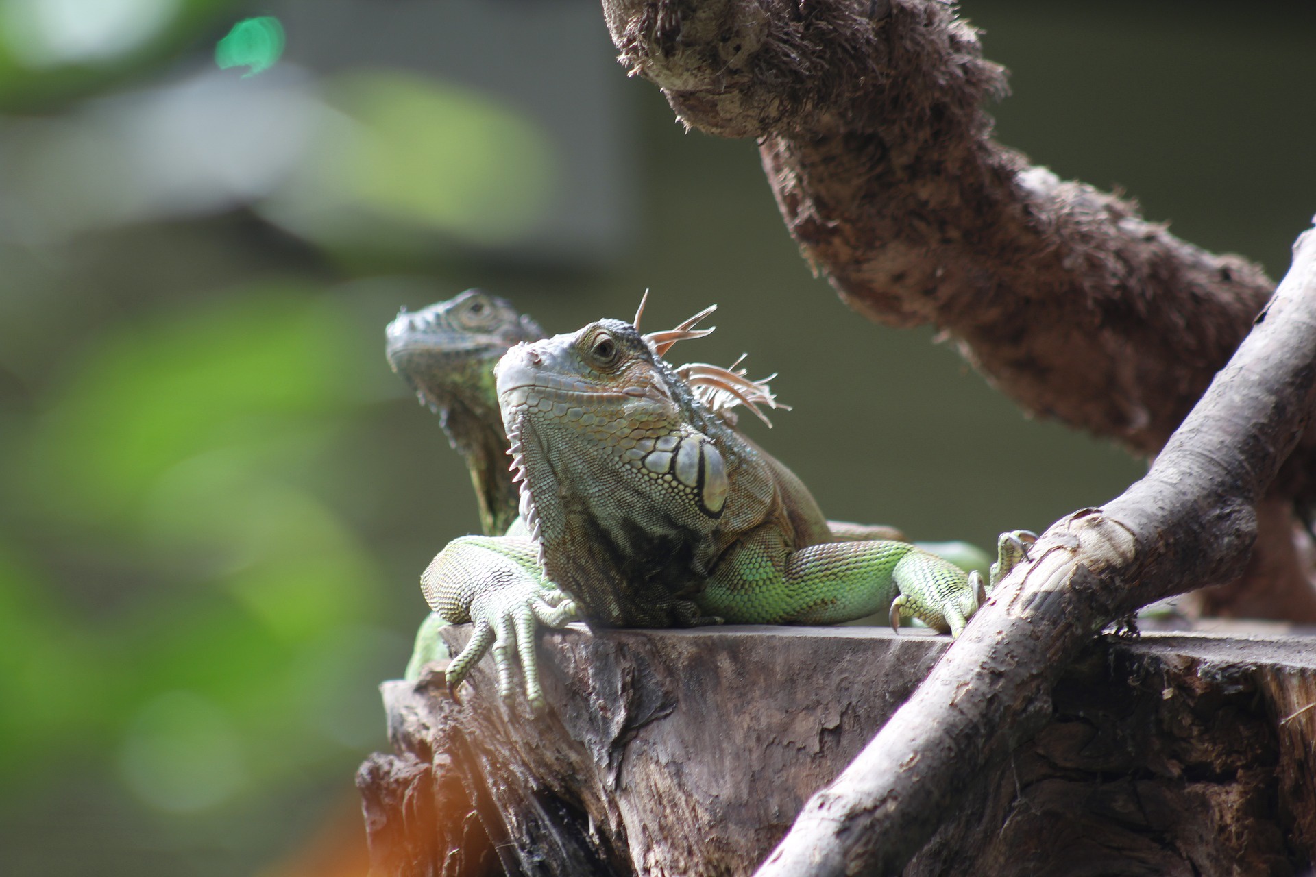 Descarga gratis la imagen Animales, Lagarto, Reptil, Reptiles, Iguana, Profundidad De Campo en el escritorio de tu PC