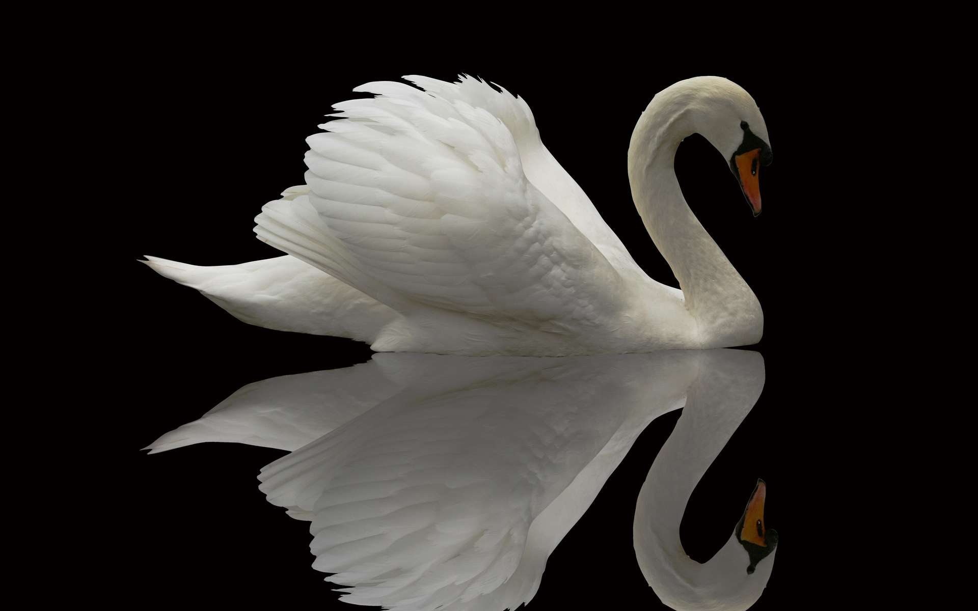 276264 descargar imagen animales, cisne vulgar, cisne, aves: fondos de pantalla y protectores de pantalla gratis