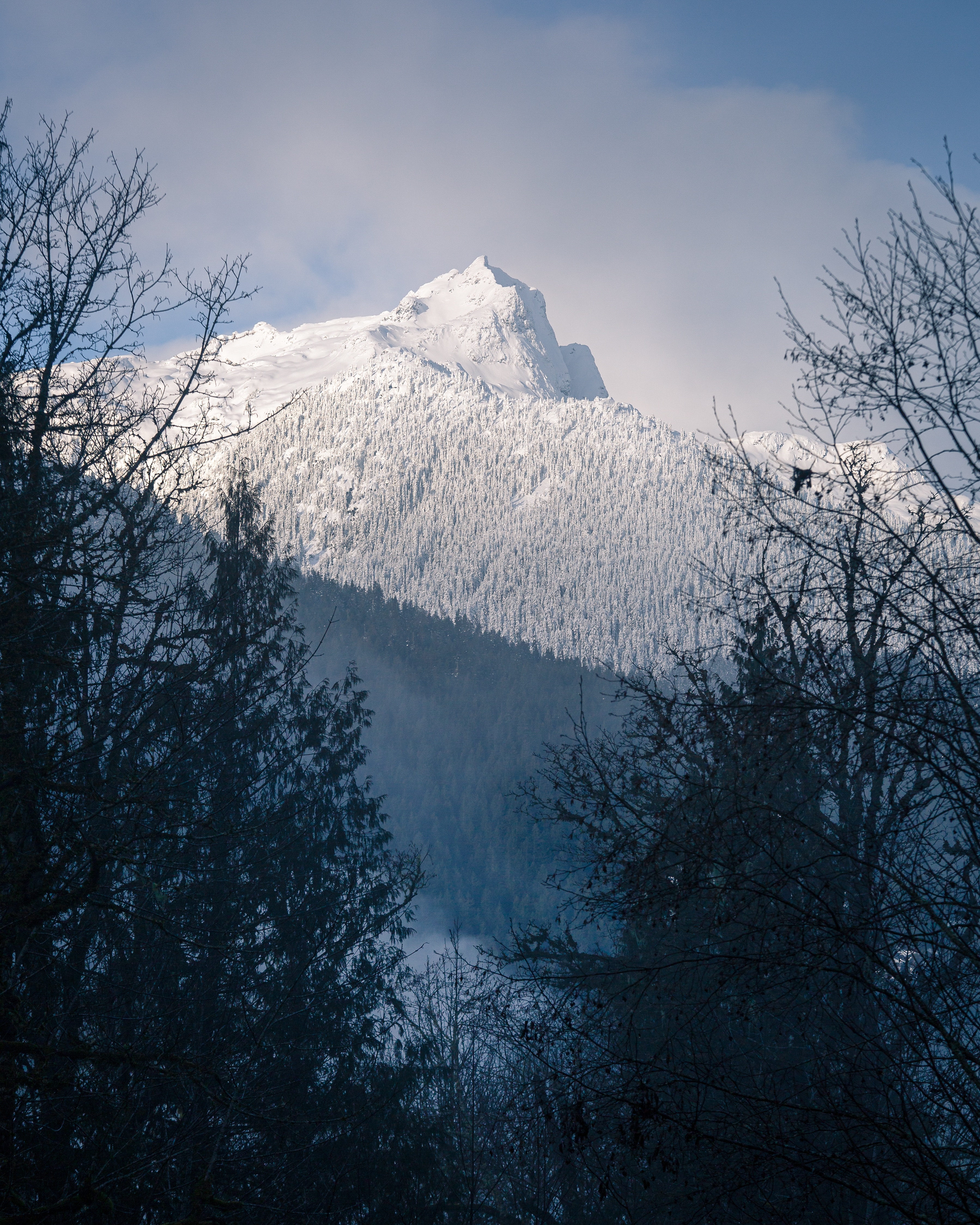 Descarga gratis la imagen Naturaleza, Árboles, Montaña, Arriba, Cubierto De Nieve, Nevado, Cuesta, Pendiente, Vértice en el escritorio de tu PC