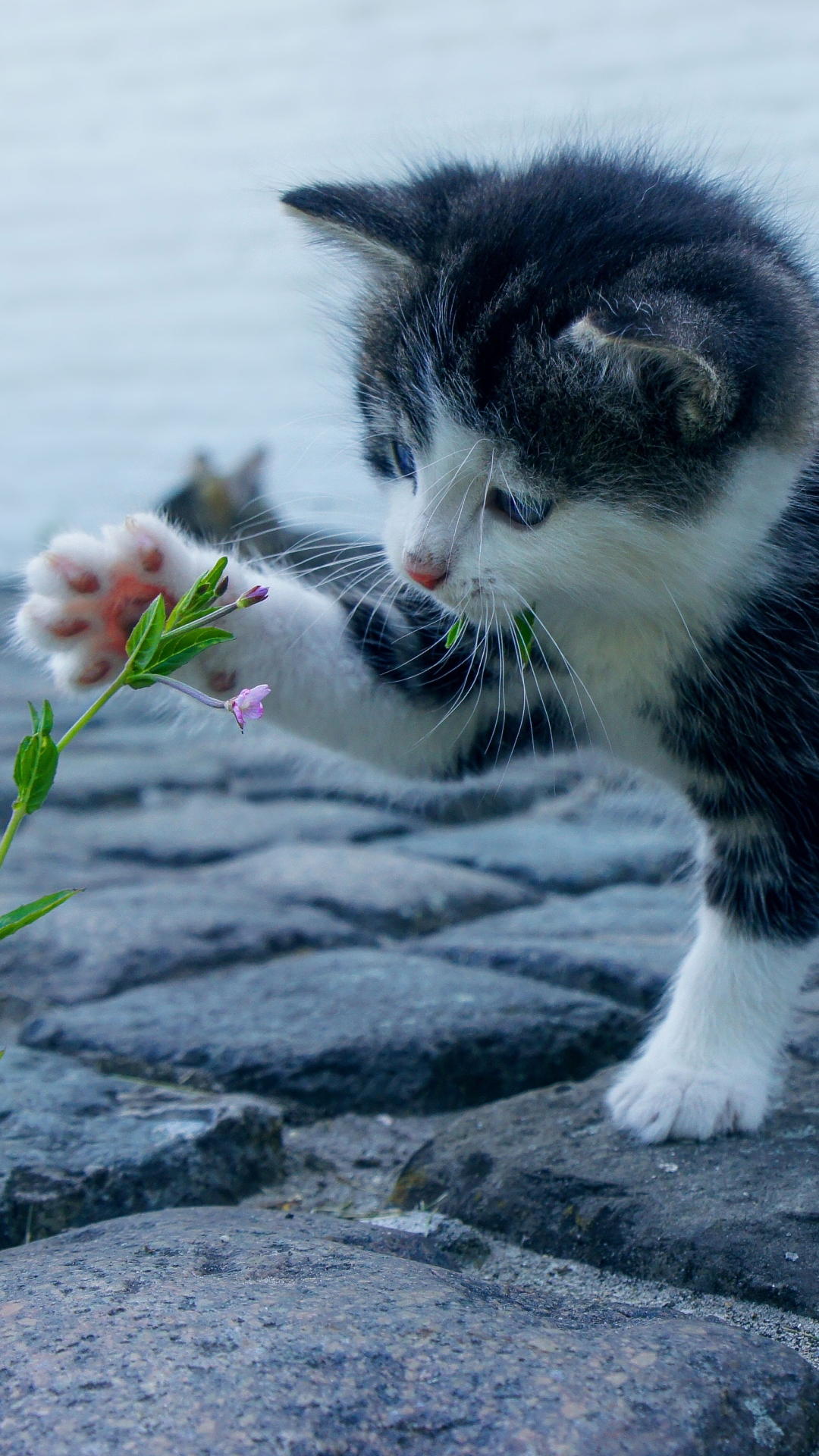 Descarga gratuita de fondo de pantalla para móvil de Animales, Gatos, Gato, Gatito, Bebe Animal.