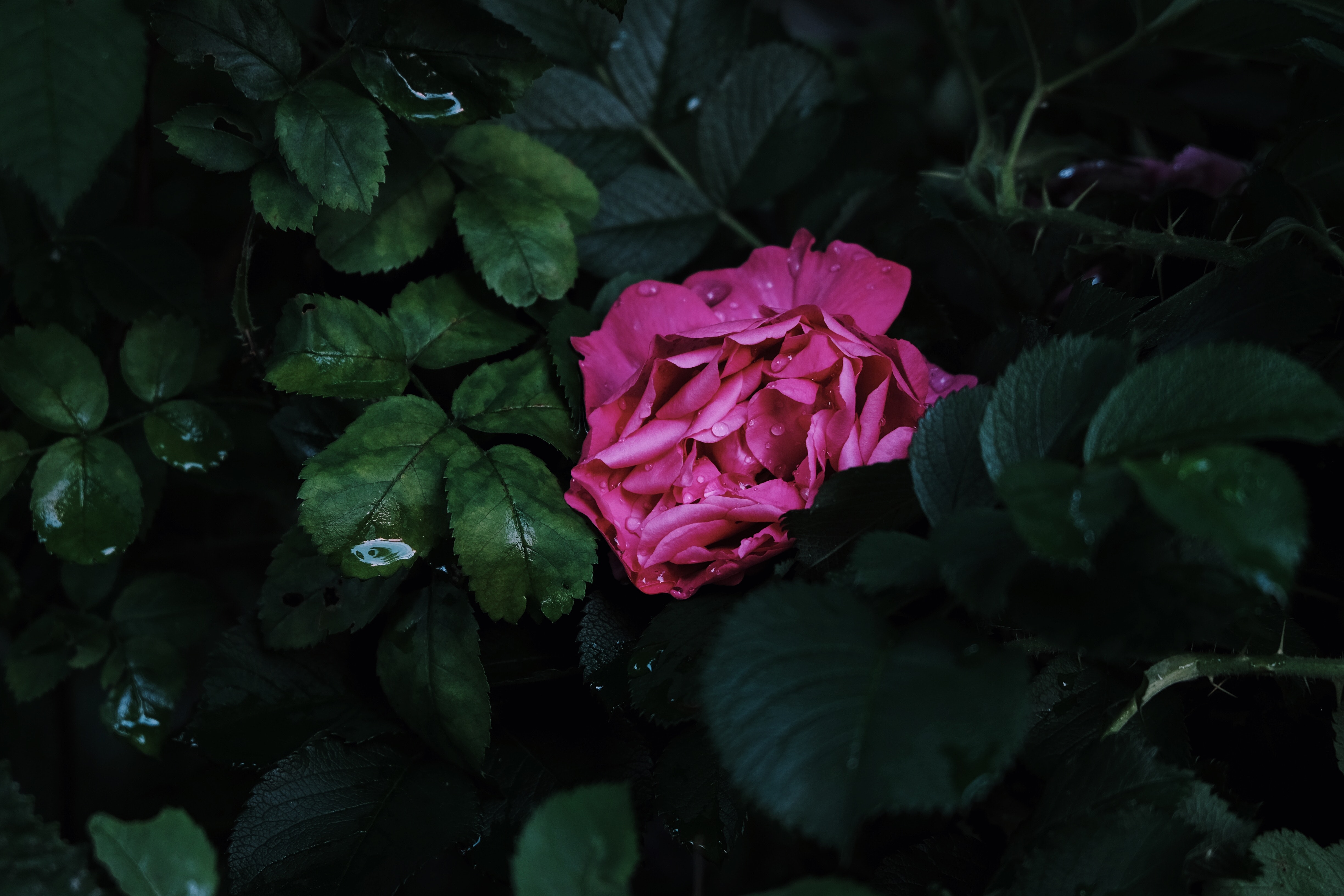 80205 descargar imagen flores, rosa, drops, arbusto, flor, rosado, flora: fondos de pantalla y protectores de pantalla gratis