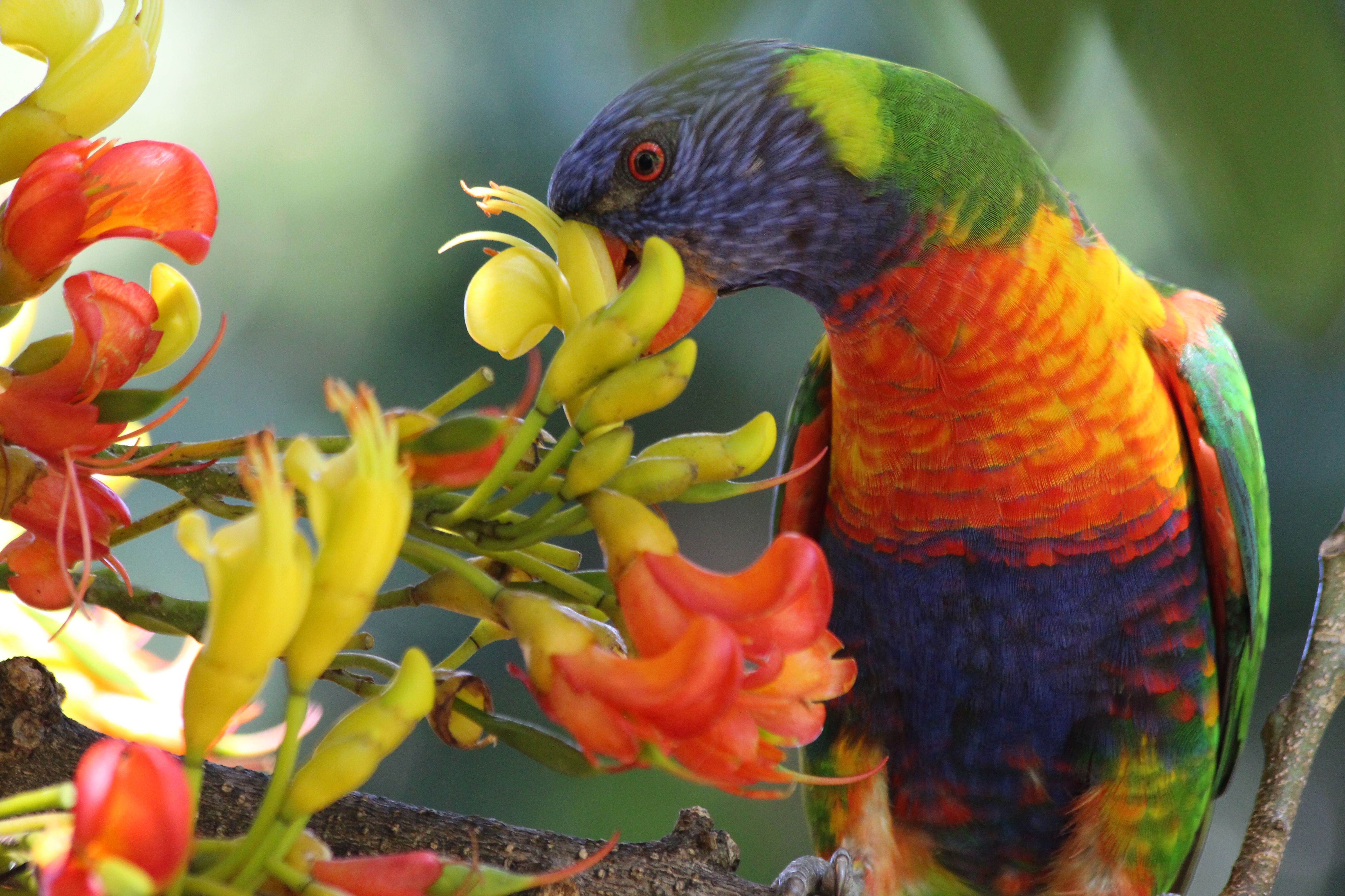 animal, rainbow lorikeet, bird, moreton bay chestnut, parrot, birds